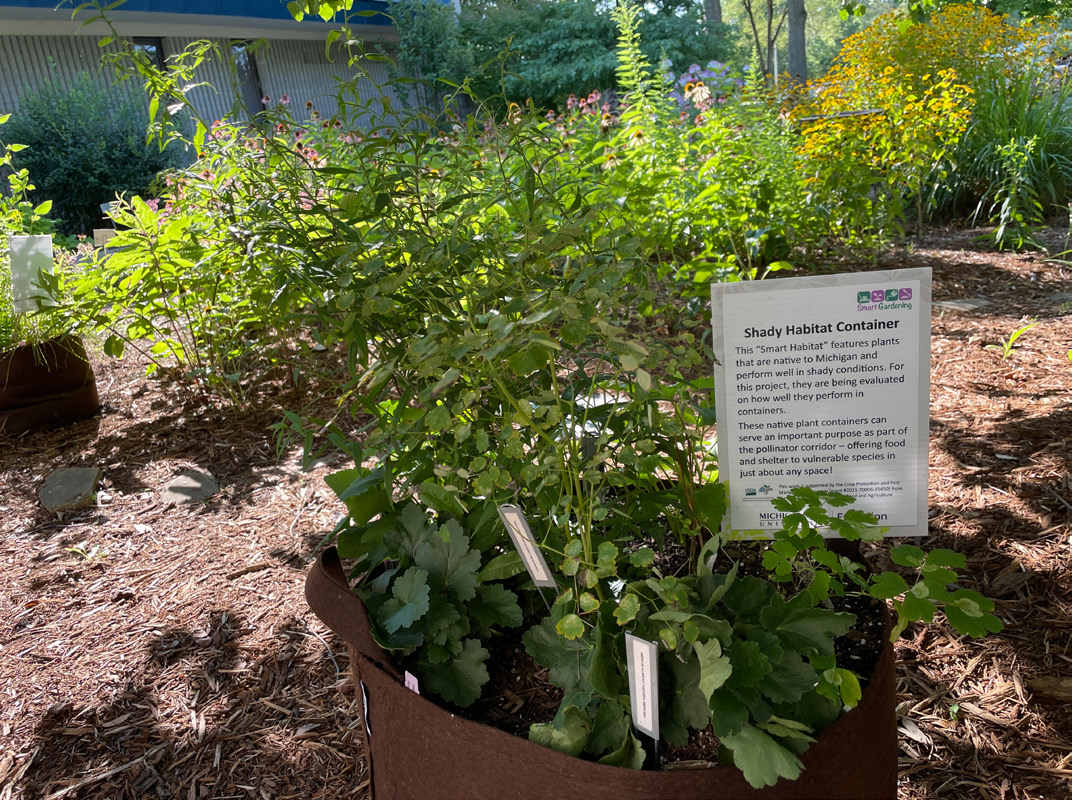 A planter with small garden plants inside.