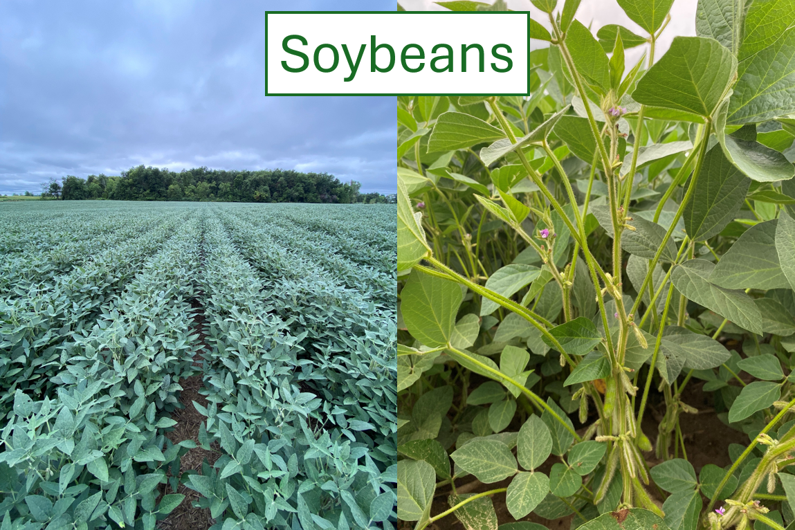 sOYBEANS.png