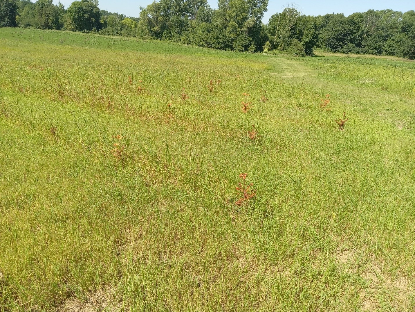 Photo of a sloped field with rows of dead Christmas tree transplants poking out of the tall weeds. Christmas trees are vulnerable to weed pressure during the establishment stage.