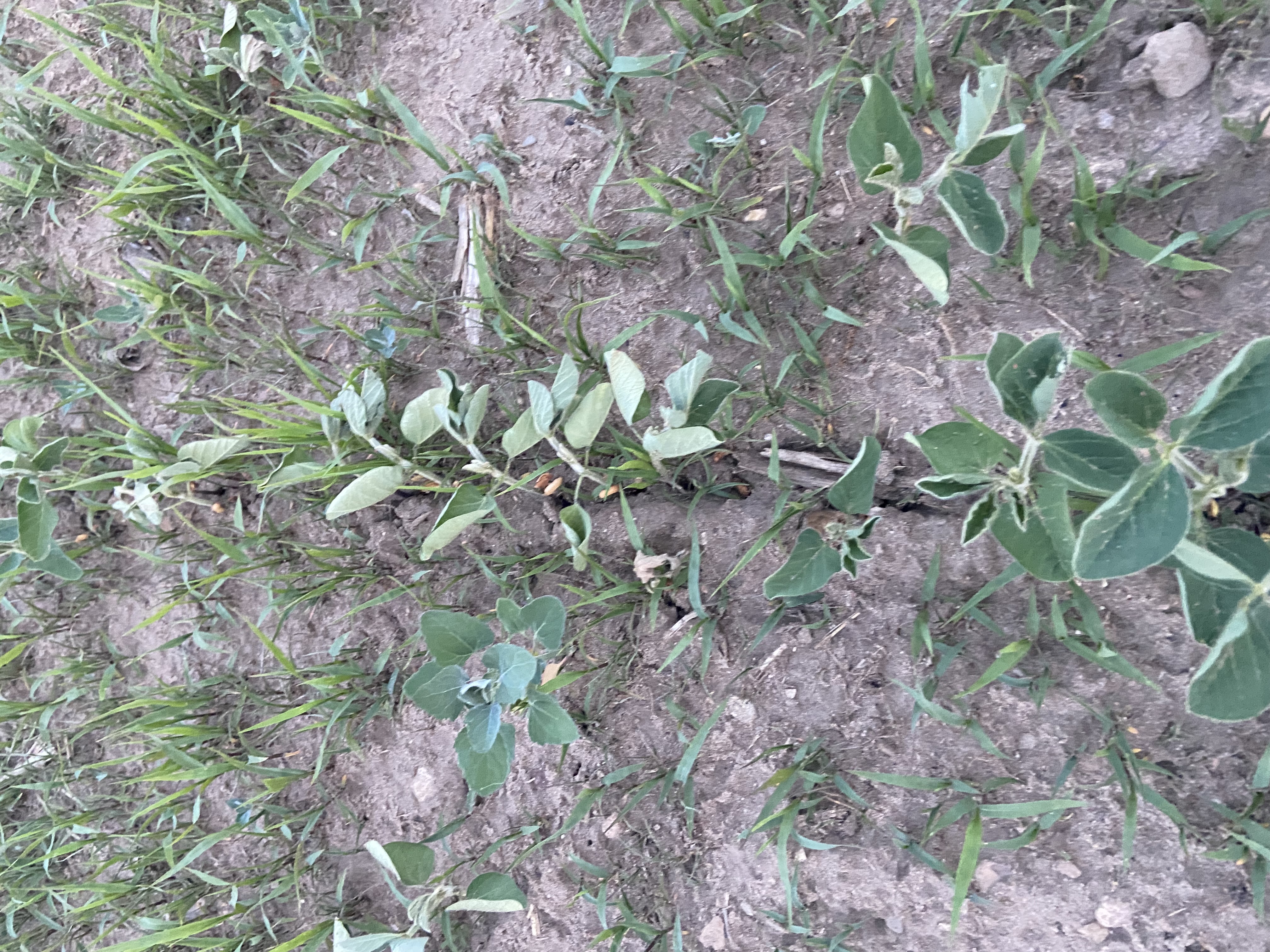 Soybean leaves starting to cup and flip over.