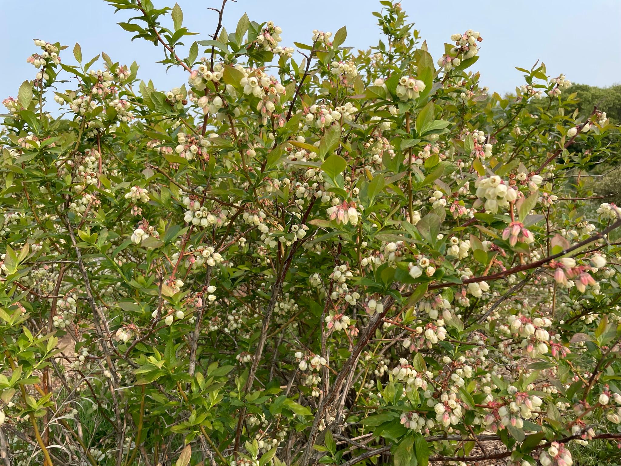 Blueberries in bloom.