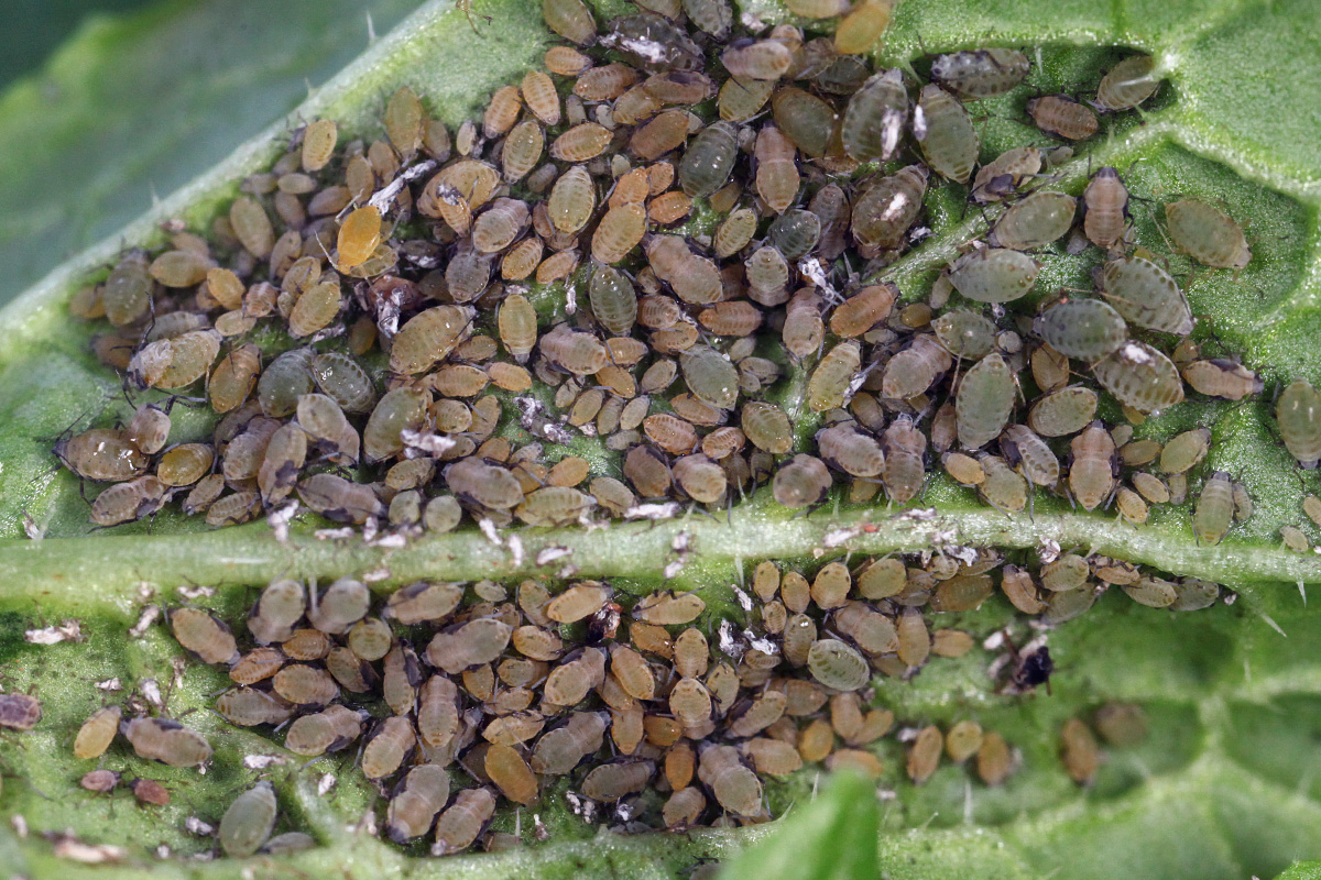 Turnip aphids.