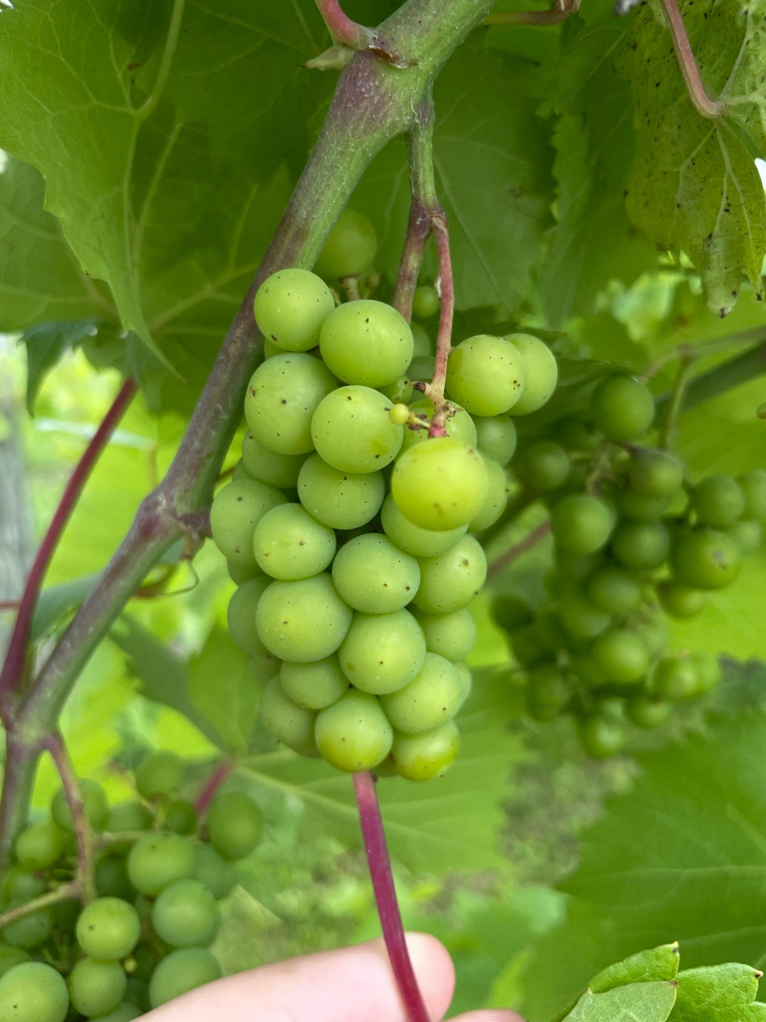 Marquette grapes hanging from a vine.