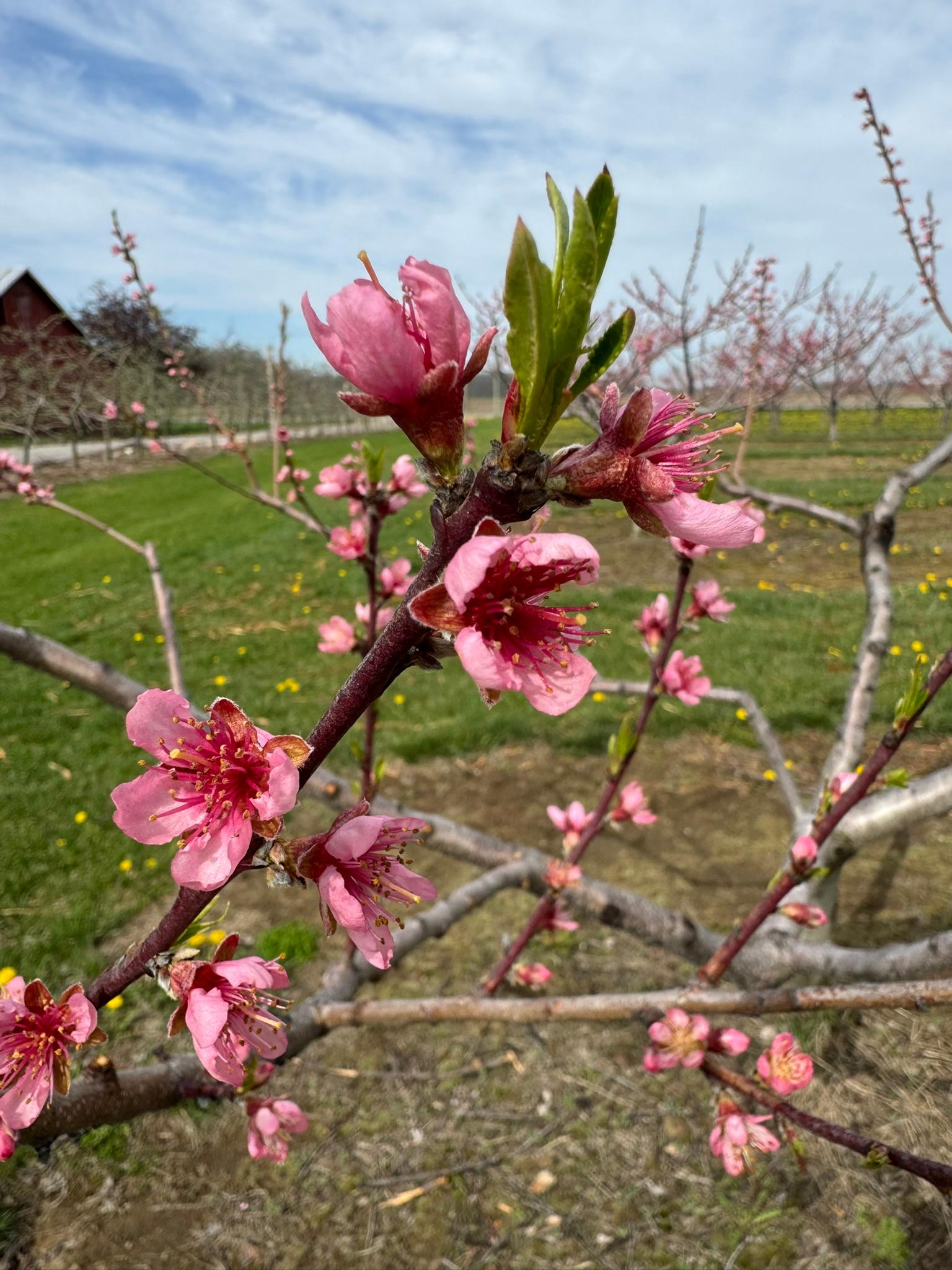 Peach2_Kreps_April25_2025.JPEG