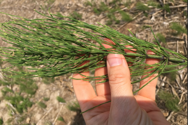 The stem of a field horsetail plant.