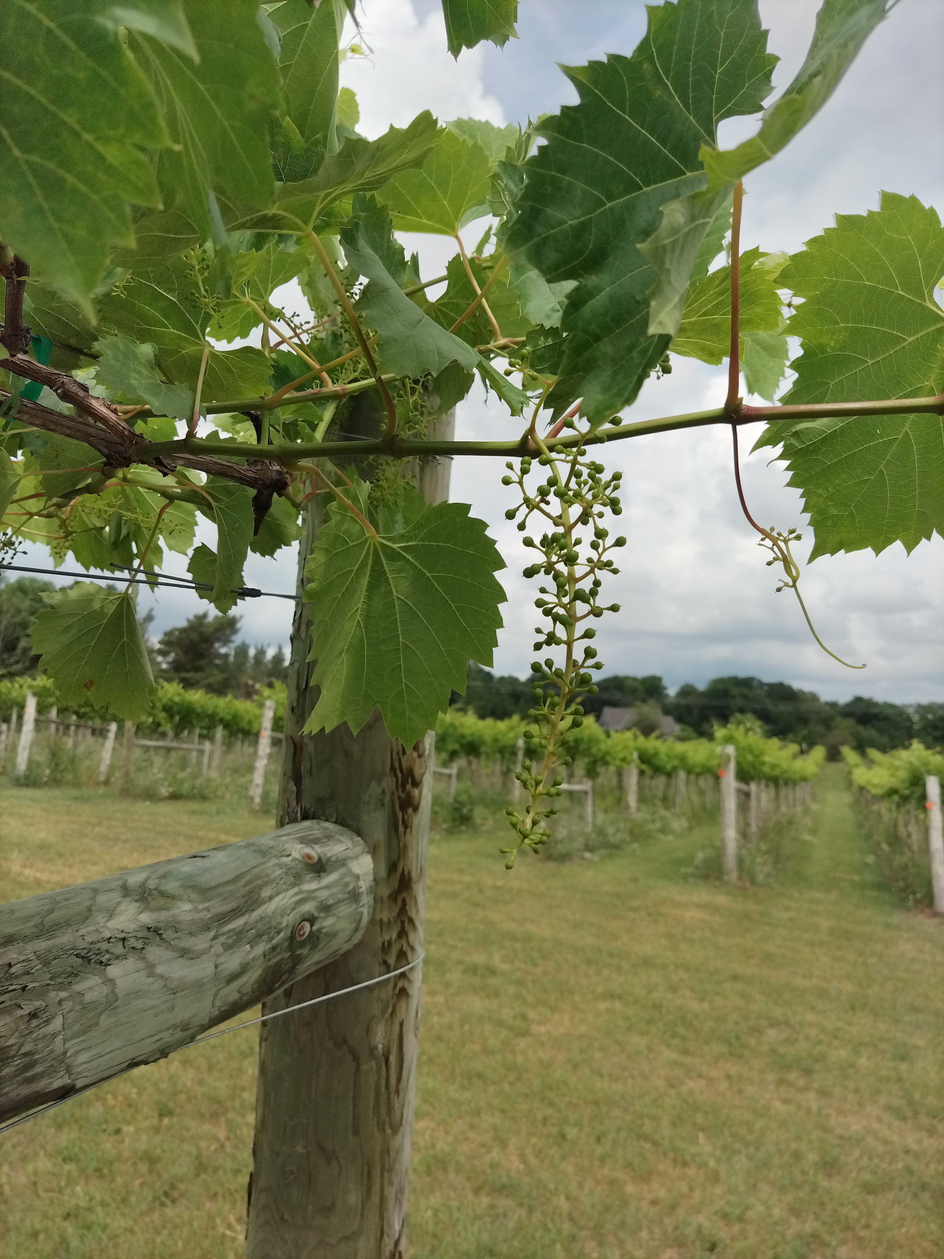Developing grapes on the vine