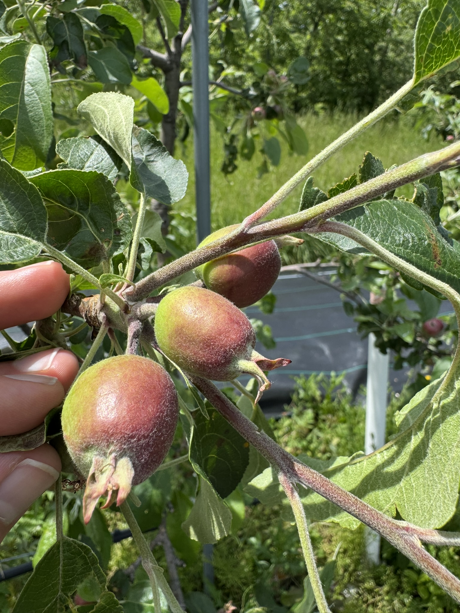 A hand holding three small unripe apple fruits growing on an apple tree. 