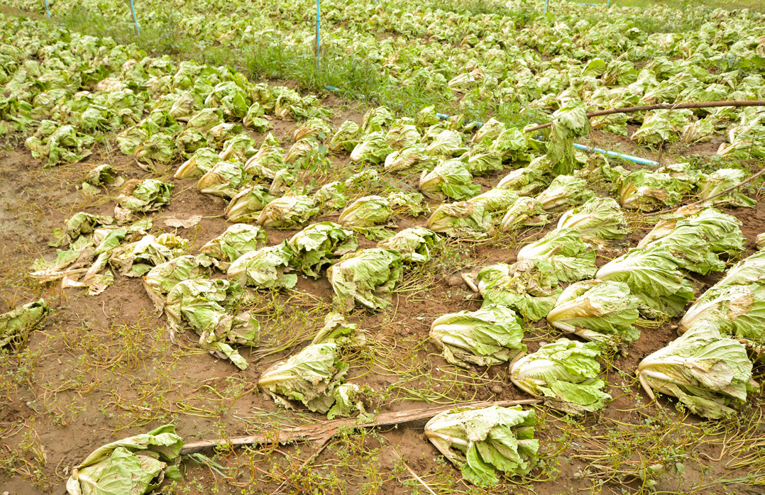 Agricultural land affected by flooding.