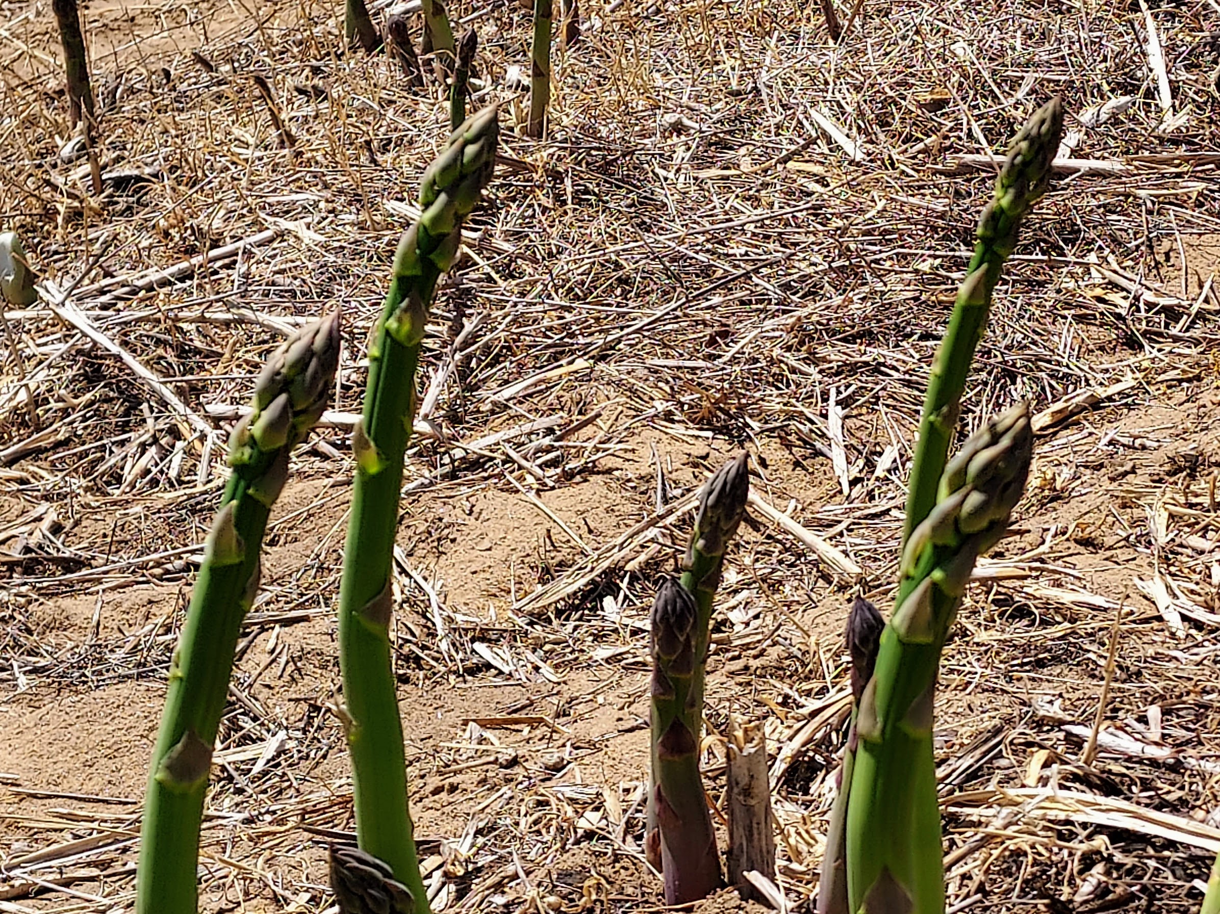 Grow More Asparagus - Alabama Cooperative Extension System