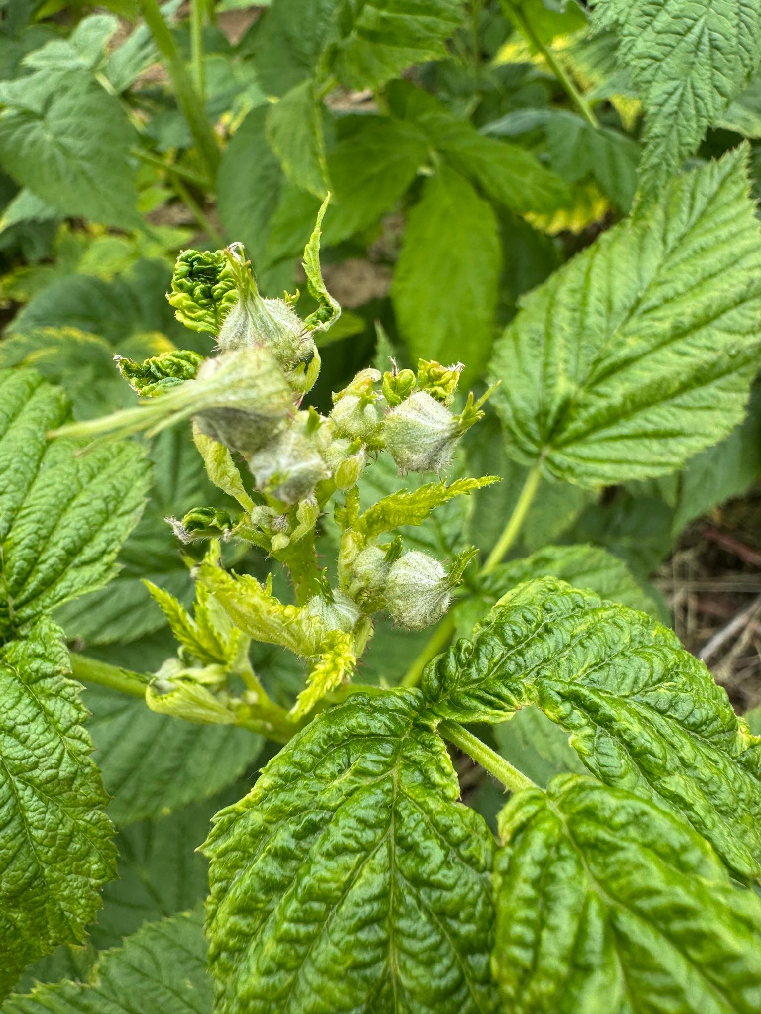 Raspberry_Summer_Spicers_May19_2025.JPEG