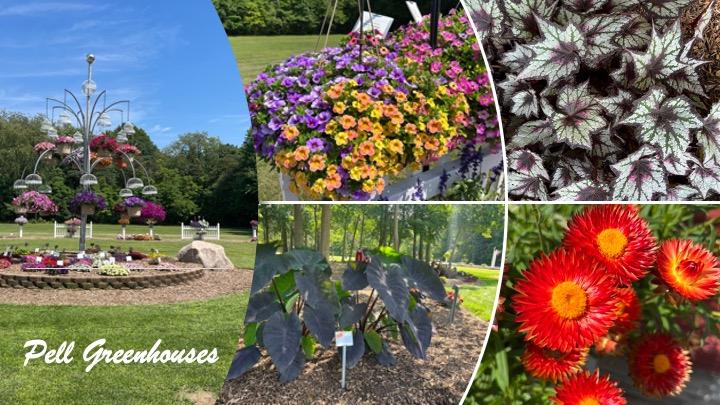 A closeup of four featured plants at a nursery.