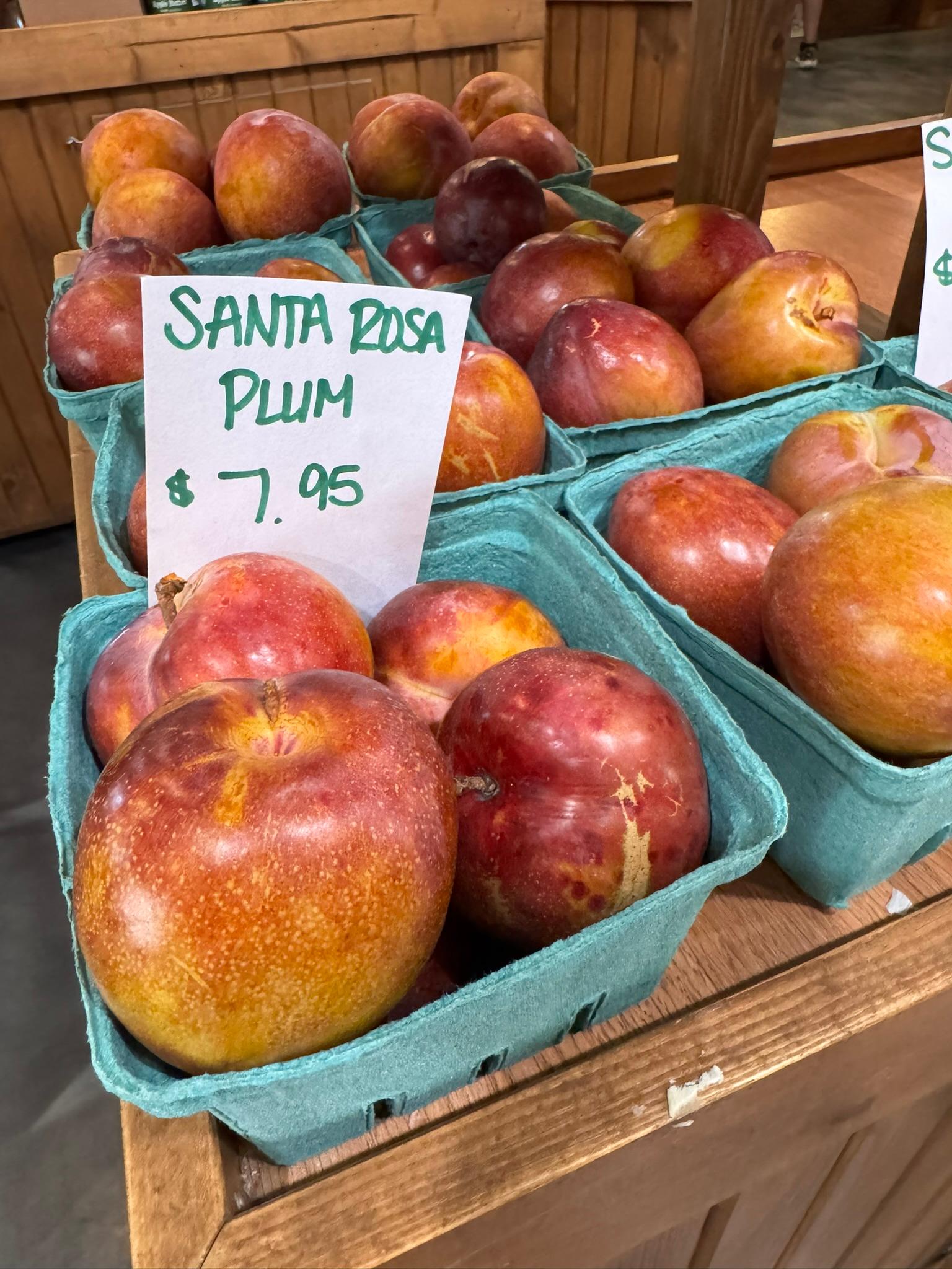 Plum_SantaRosa_Spicers_August18_2025.JPEG