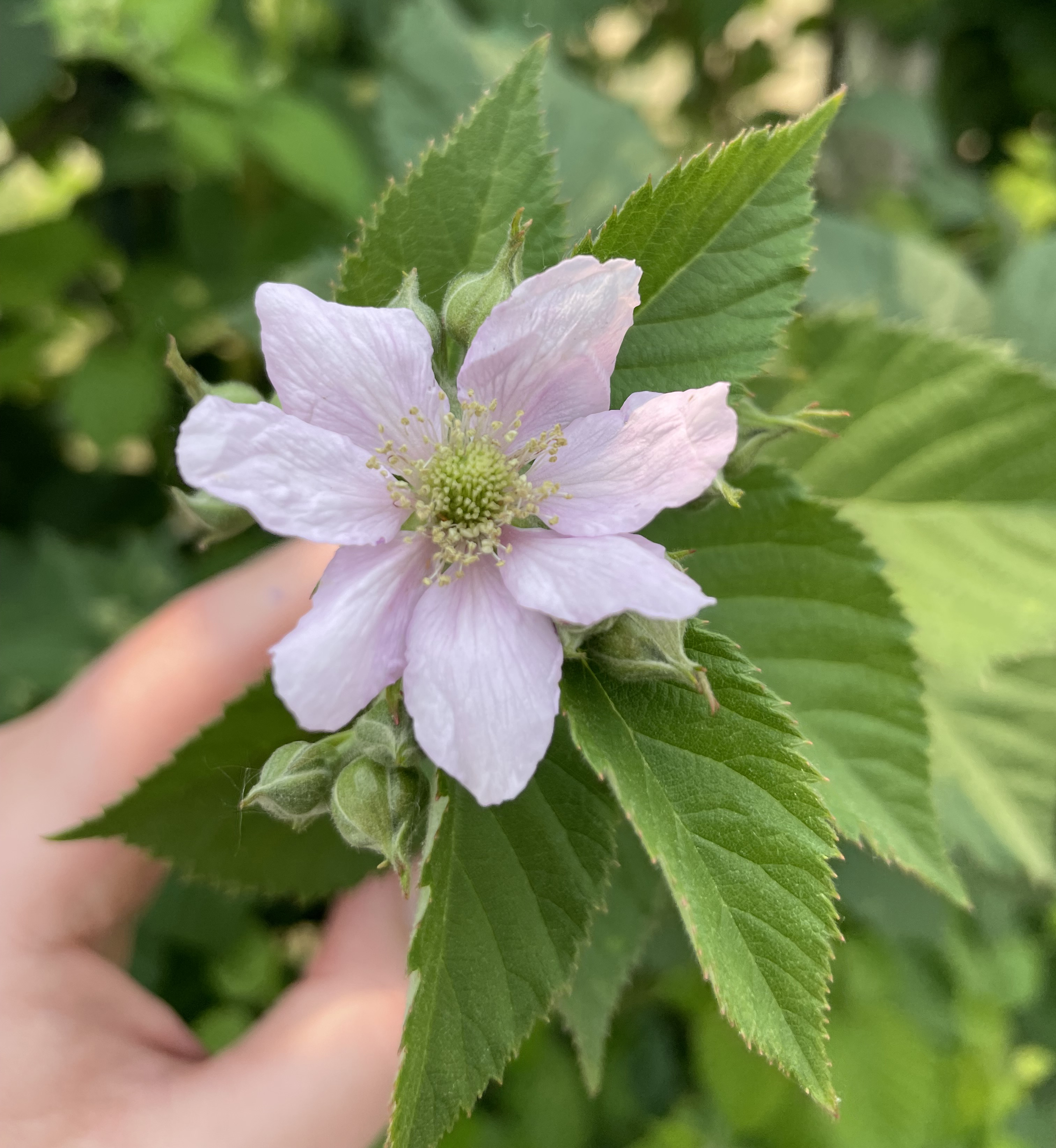 Blackberry in blossom.