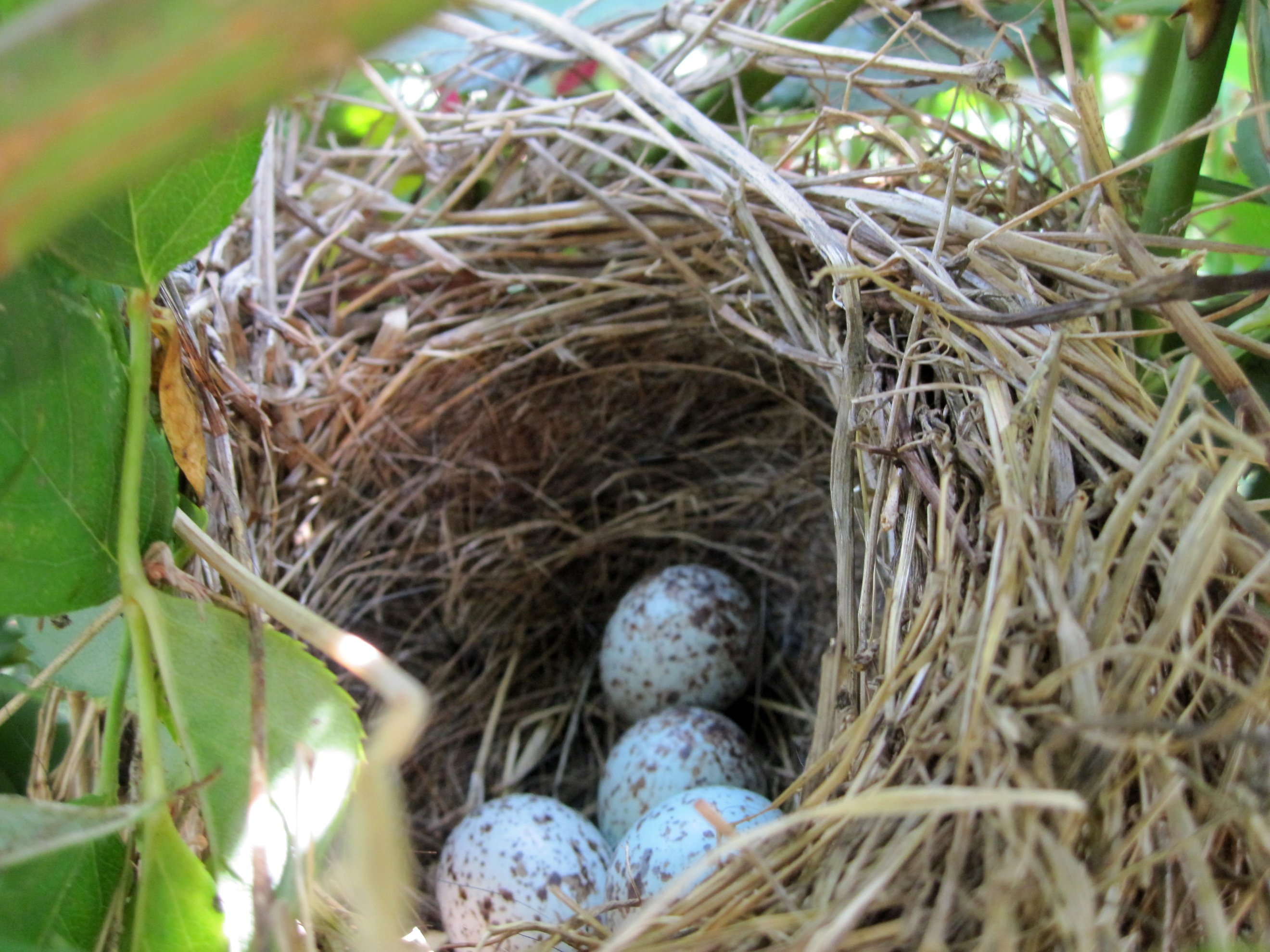 Song_Sparrow_nest_with_eggs.jpg