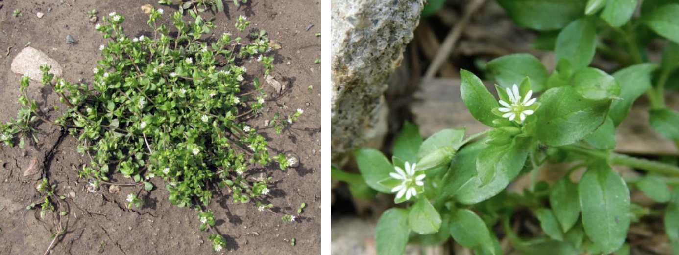 Chickweed.png