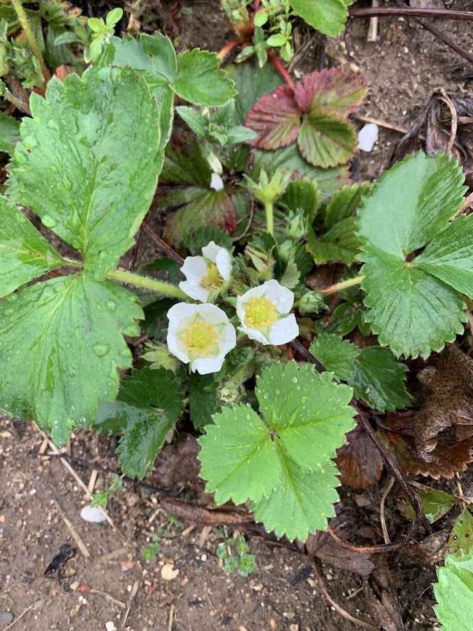 Strawberry,Blossom.4.29.24.jpg