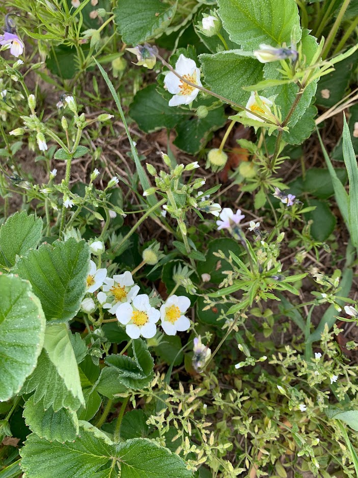 Strawberry flower.