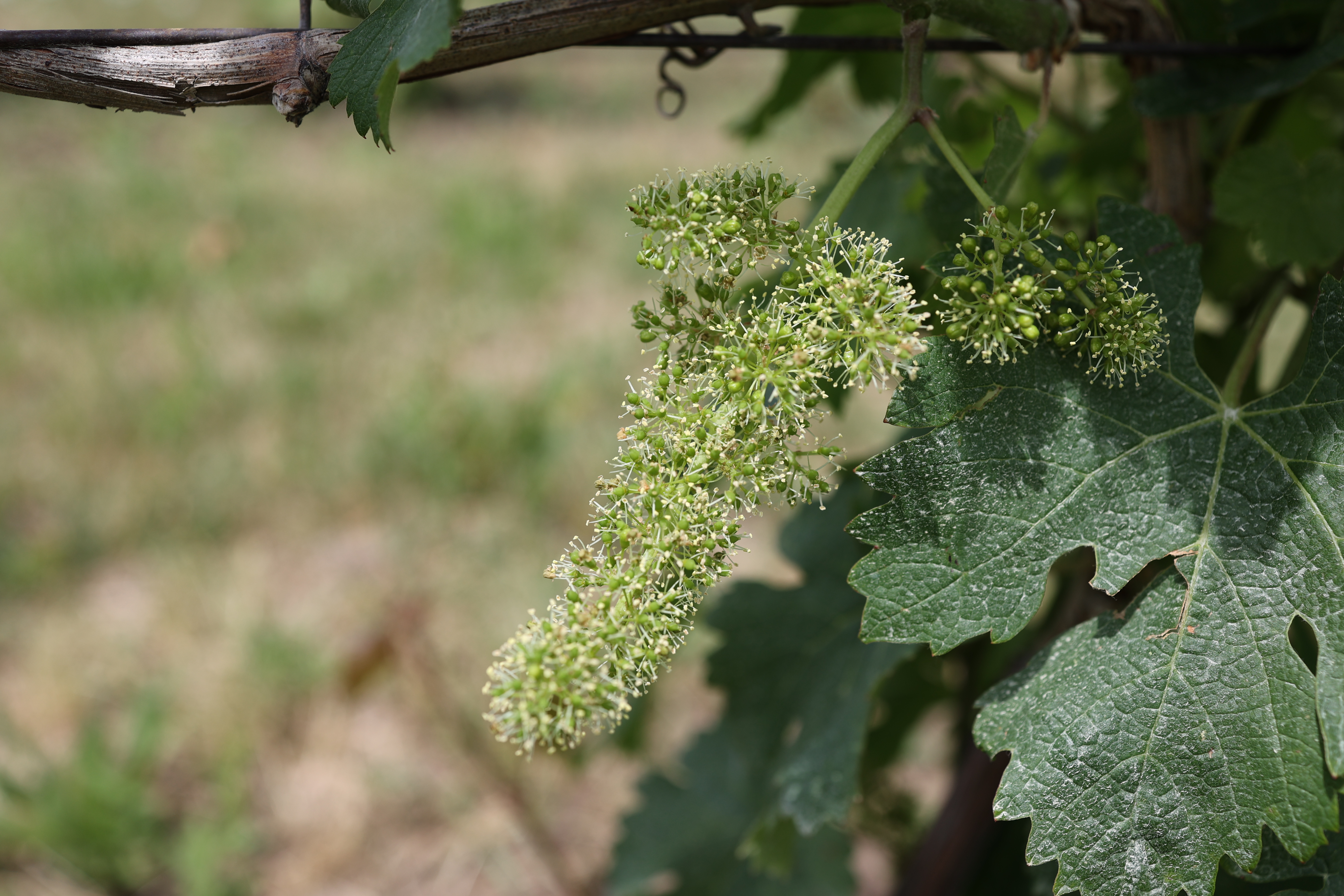 Developing grapes