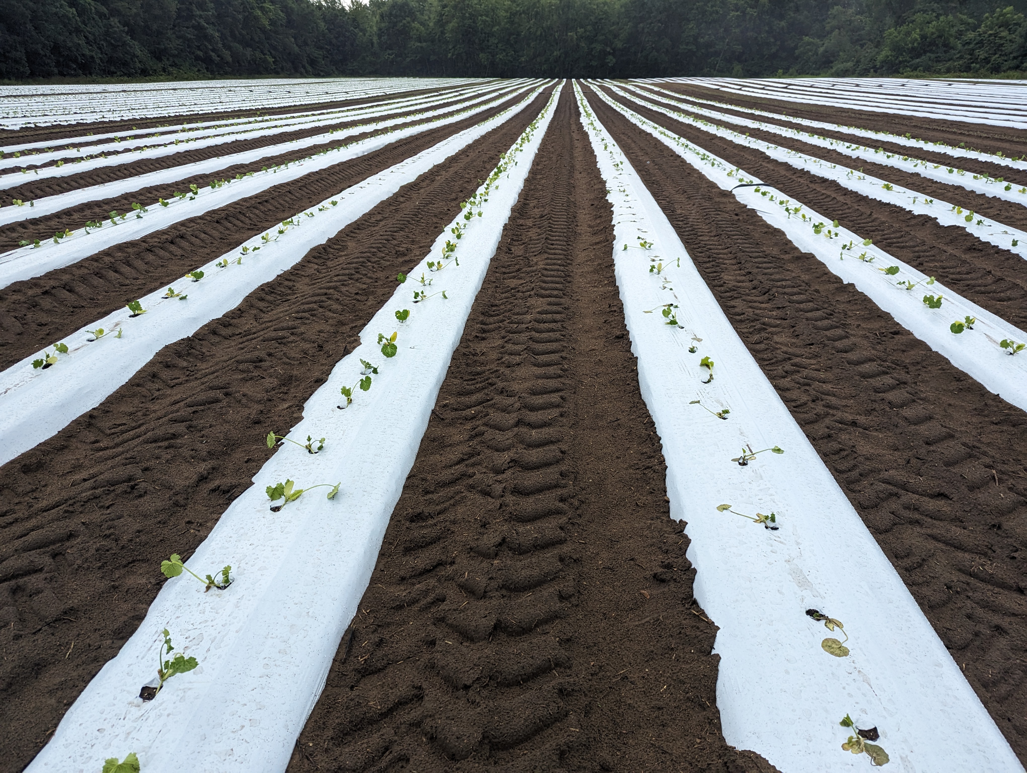 young squash plants in field