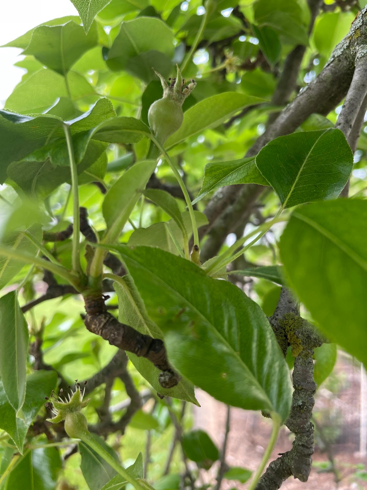 Pear at fruit set.