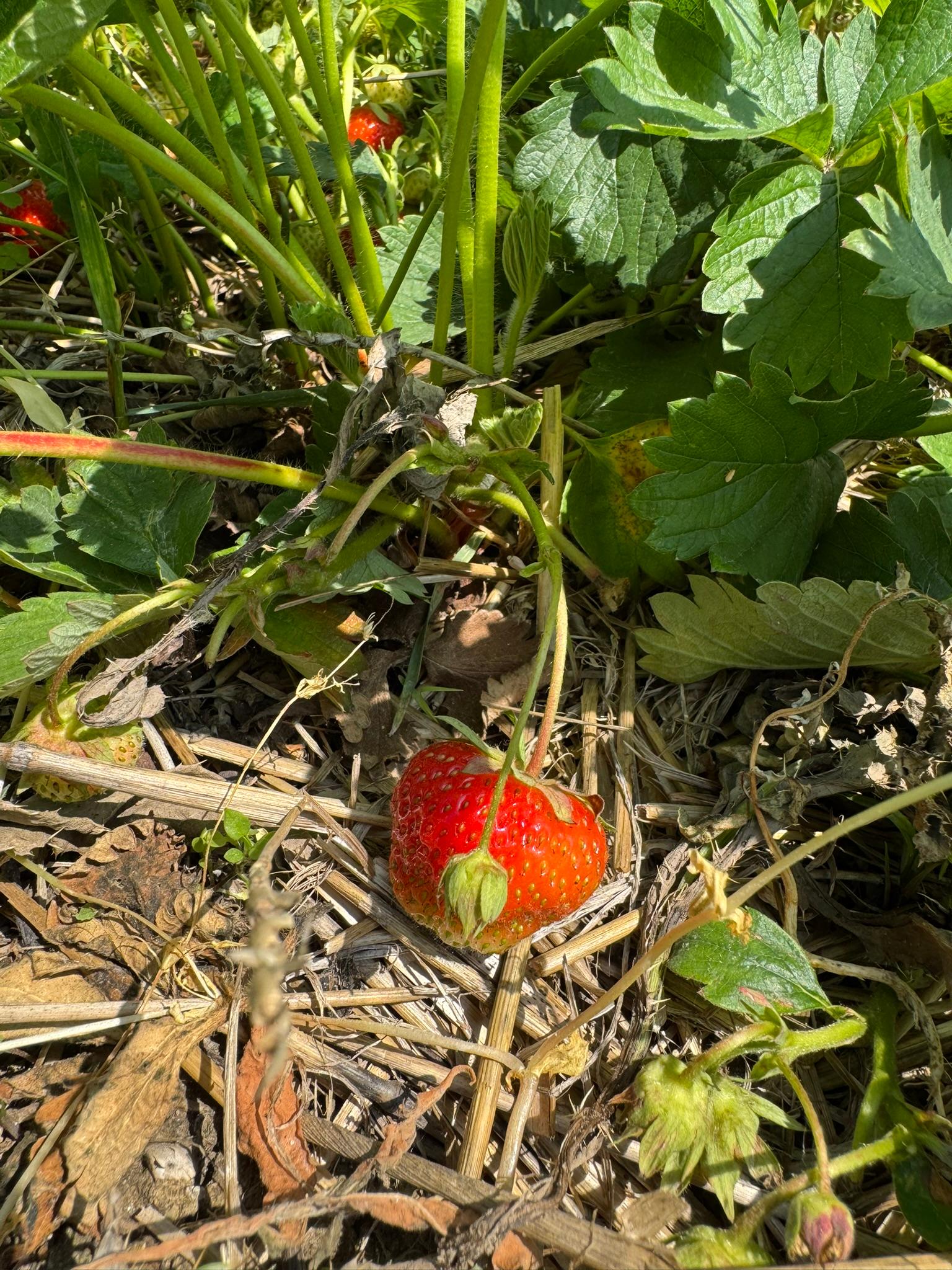 Strawberry_Spicer_June16_2025.JPEG