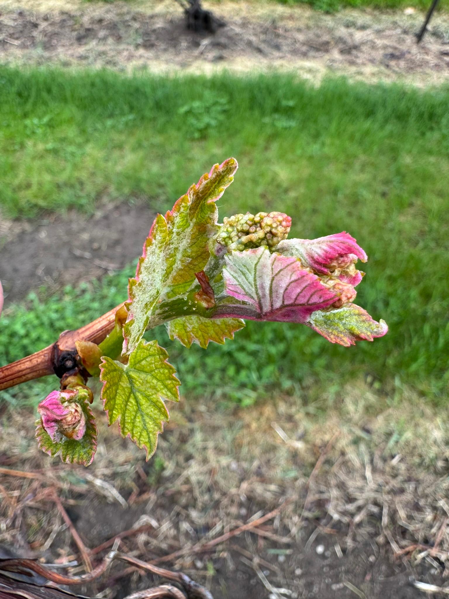 Grape_Niagara_Verellen_May6_2025.JPEG