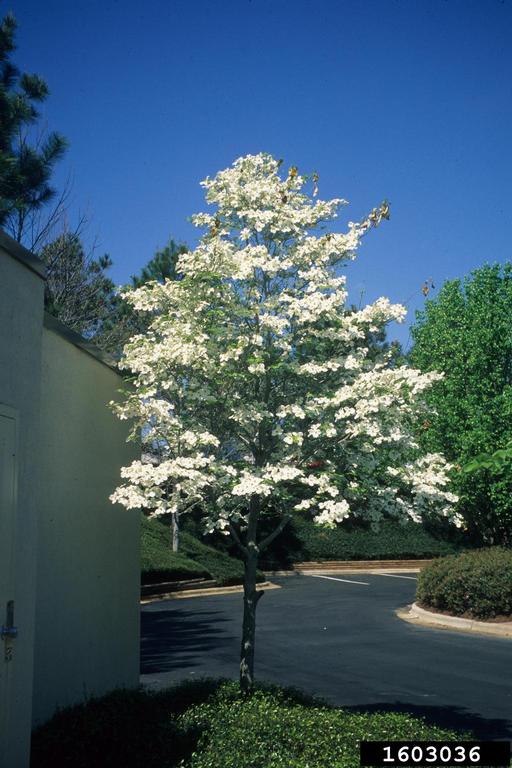A flowering dogwood tree.