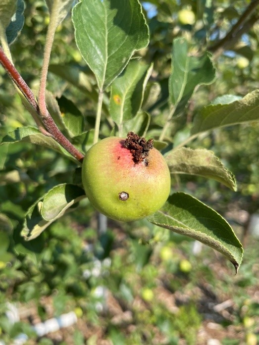 Pink Lady apple with codling moth