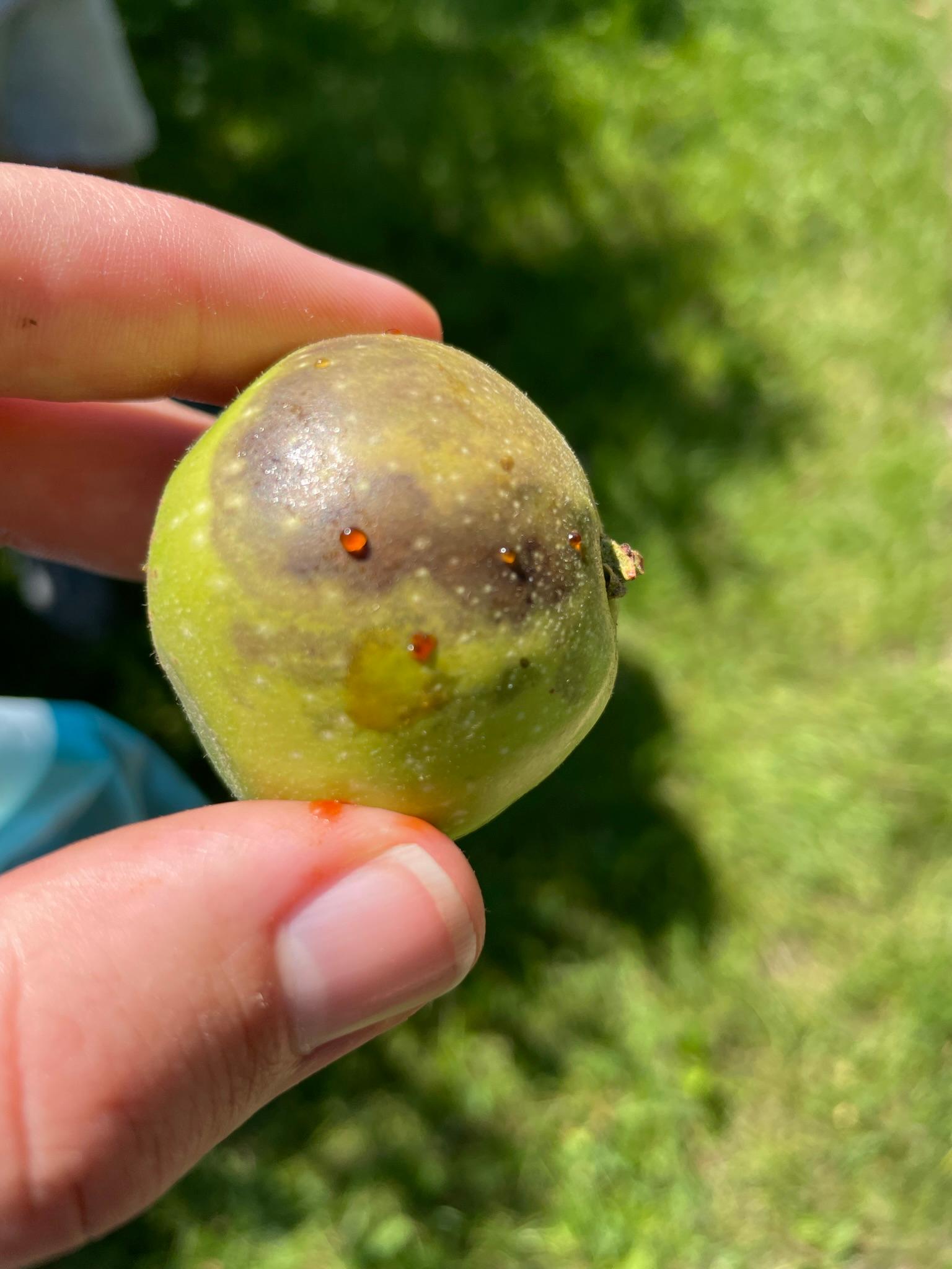 Fireblight on an apple