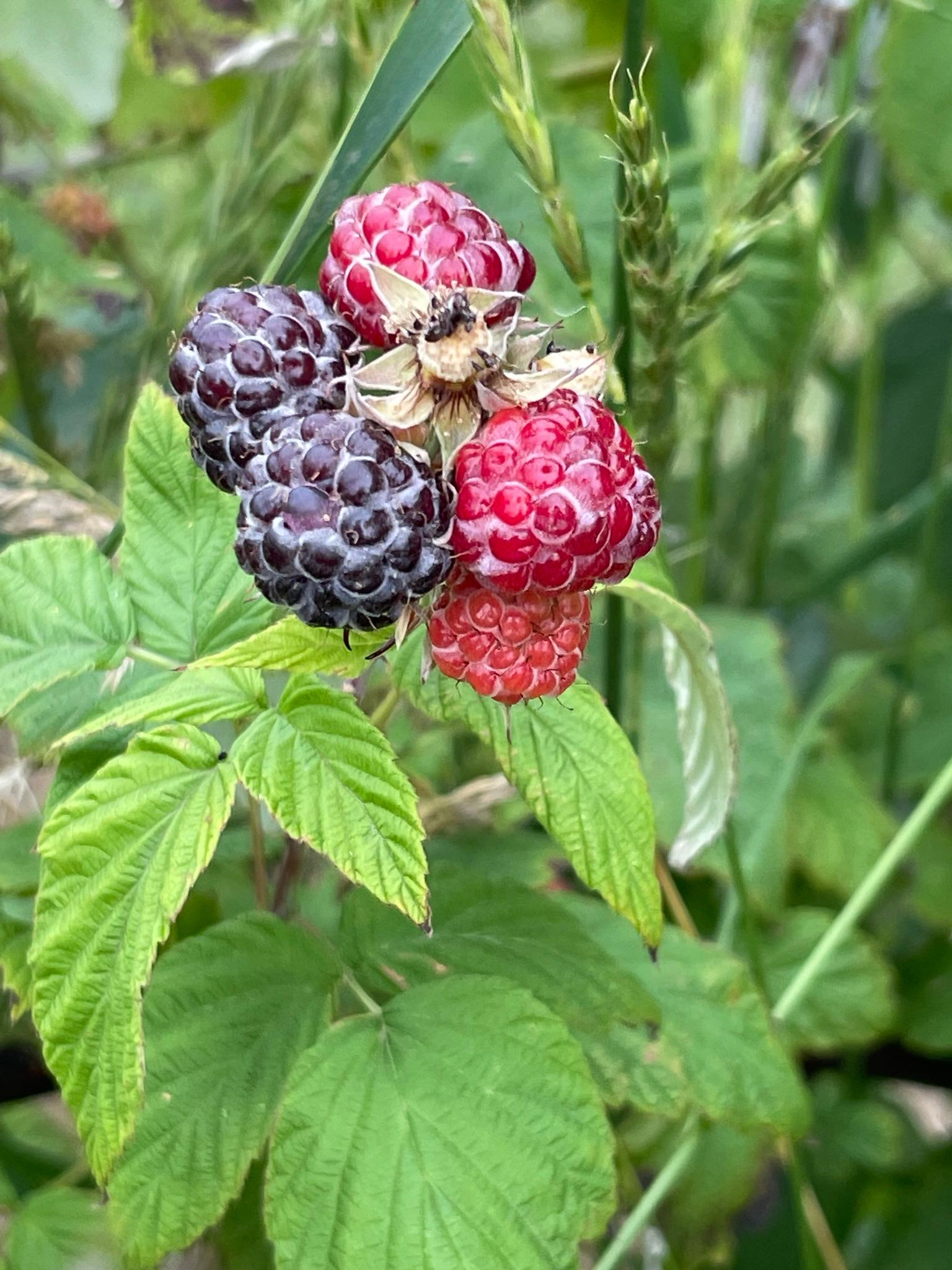 Black raspberries