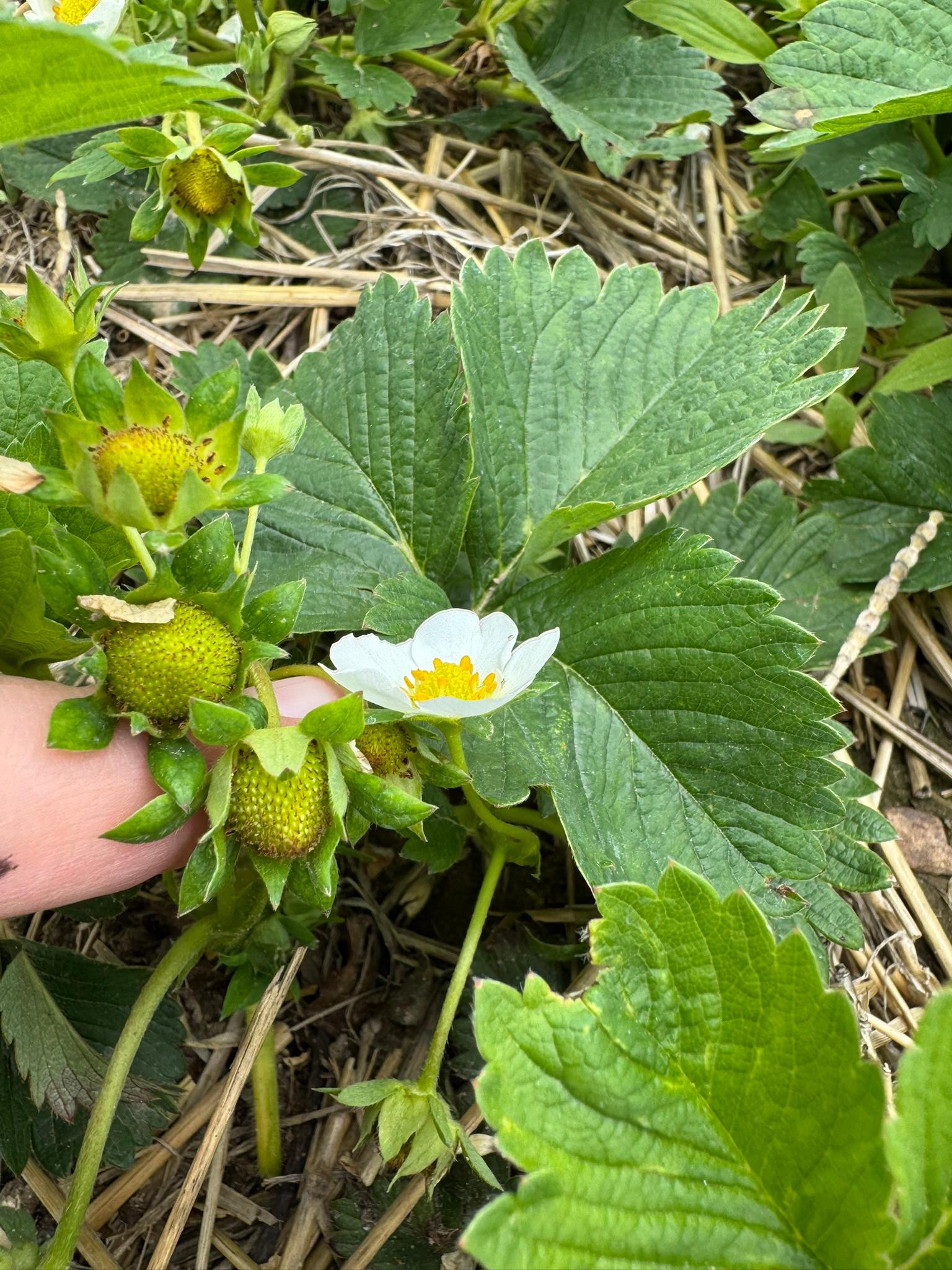 Strawberry_Spicers_May19_2025.JPEG