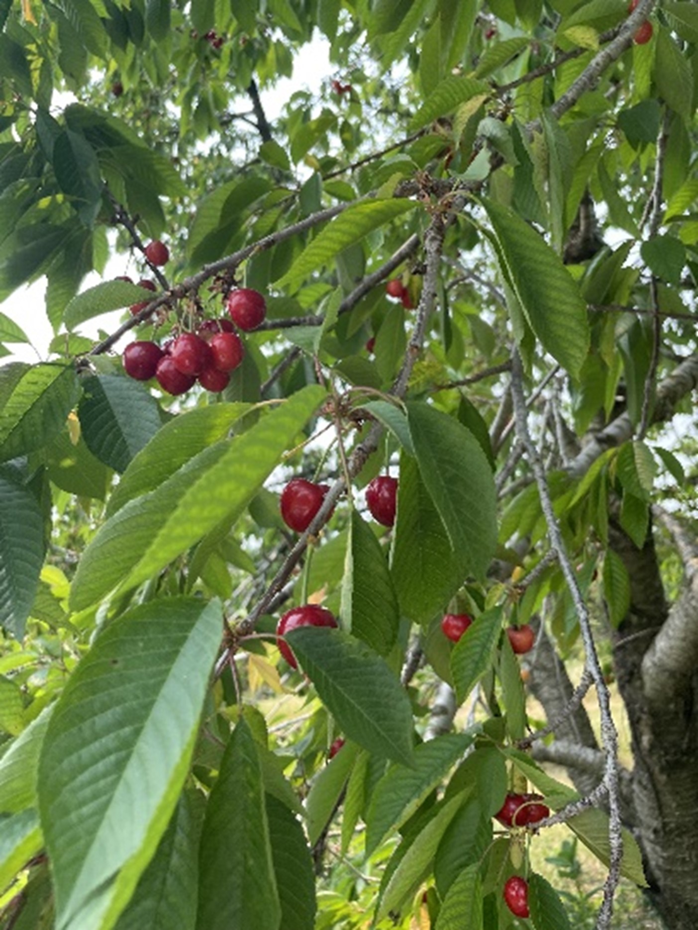Sweet cherries ripening.