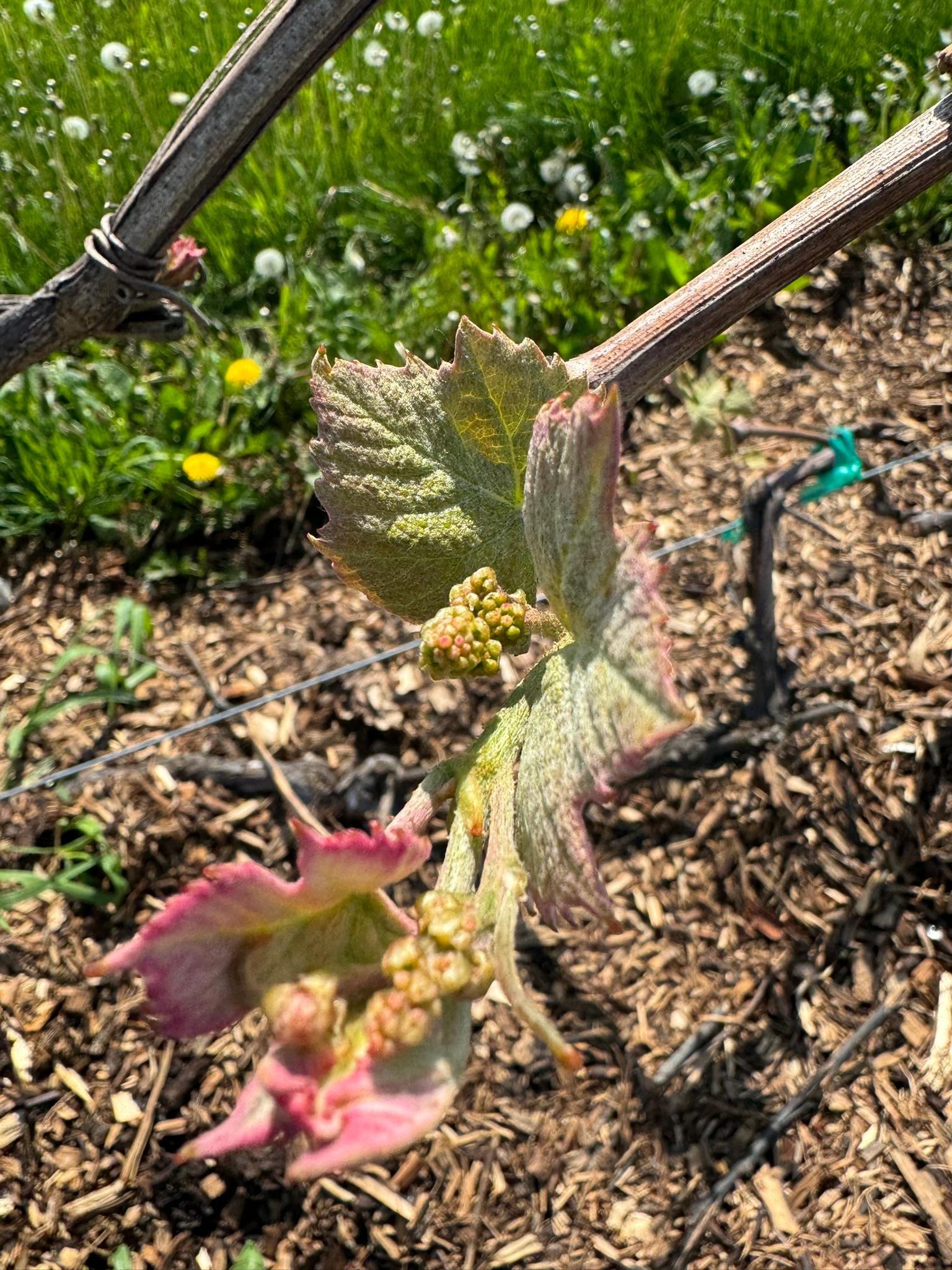 Grape_Concord_Inflorescence_May13_2024.JPEG