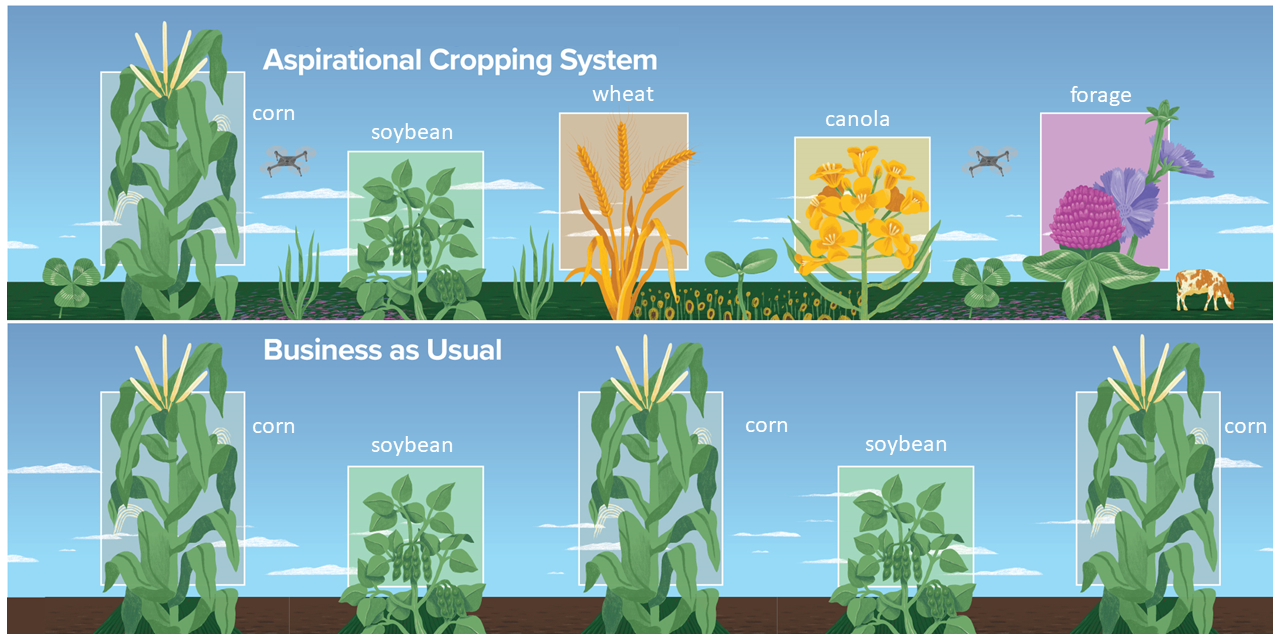 Illustration of KBS LTAR Aspirational and Business as Usual Cropping Systems. Artist Credit: Trevor Grabill