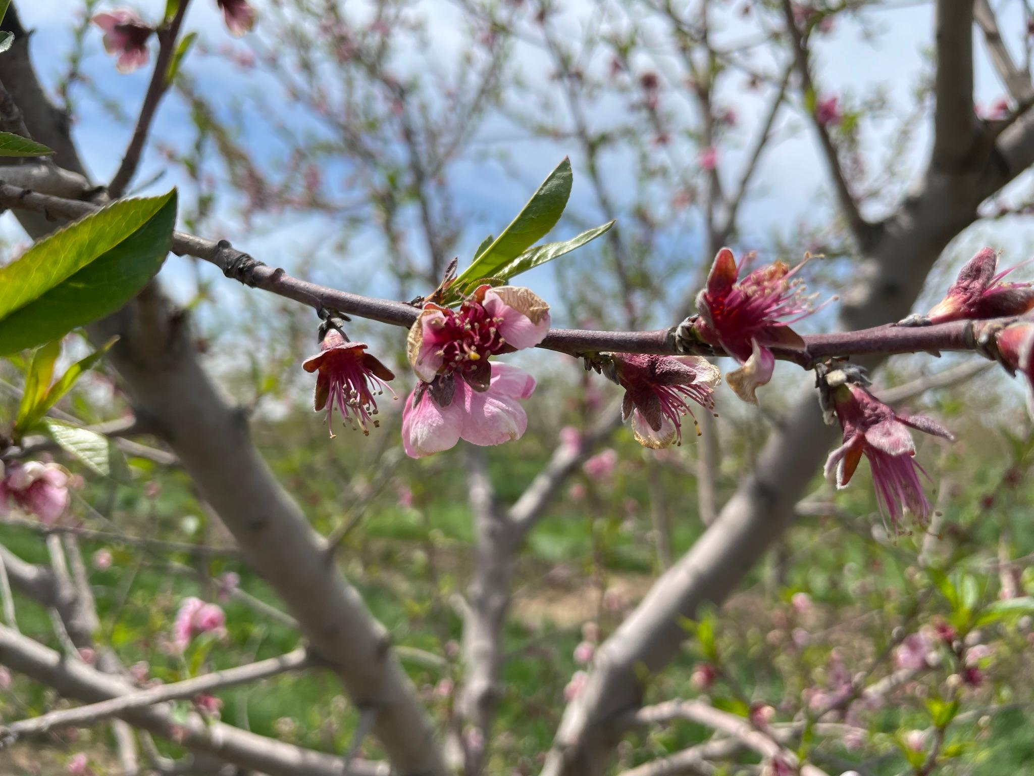 Peach at petal fall.