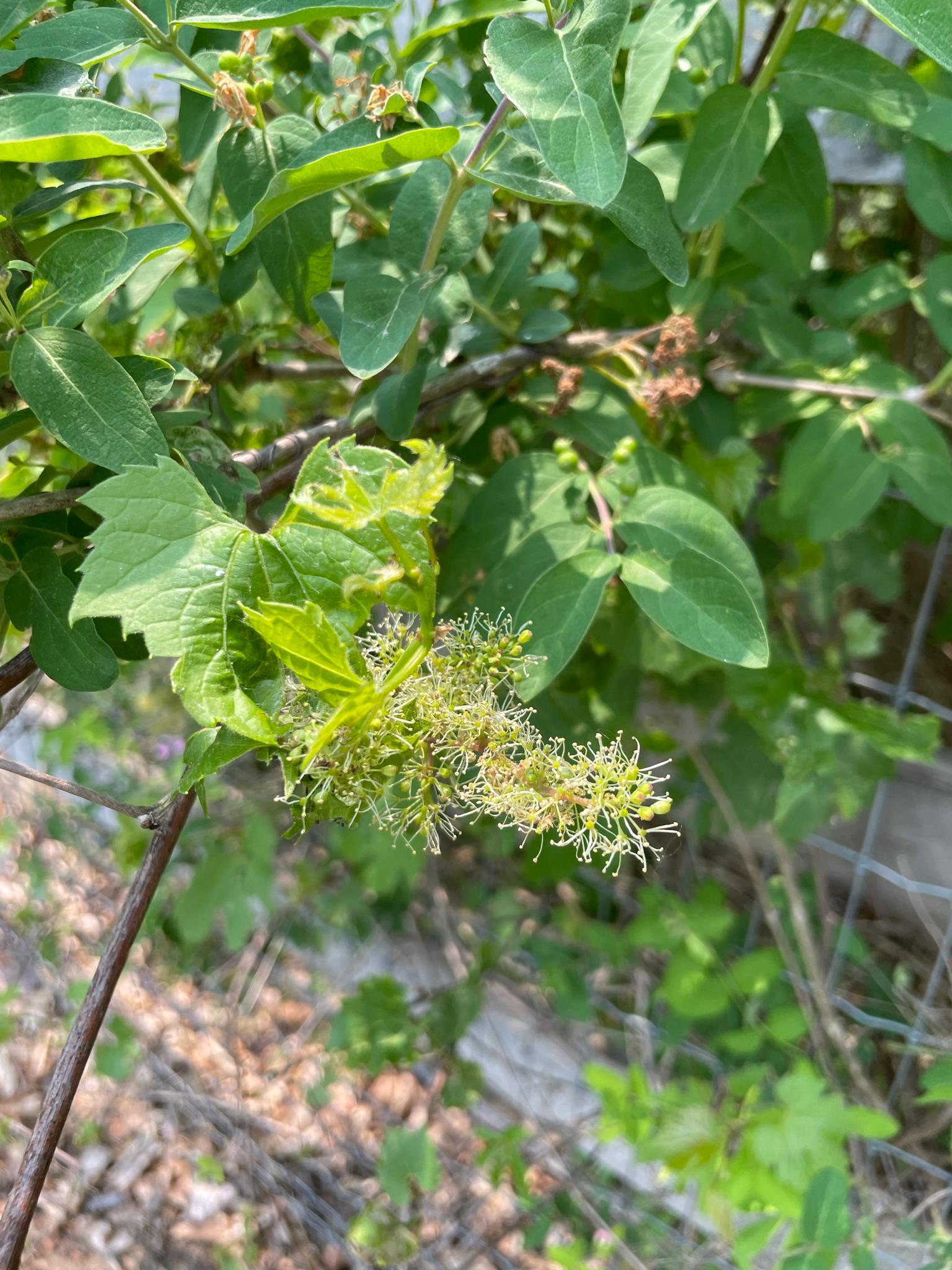 Wild grapes in bloom.