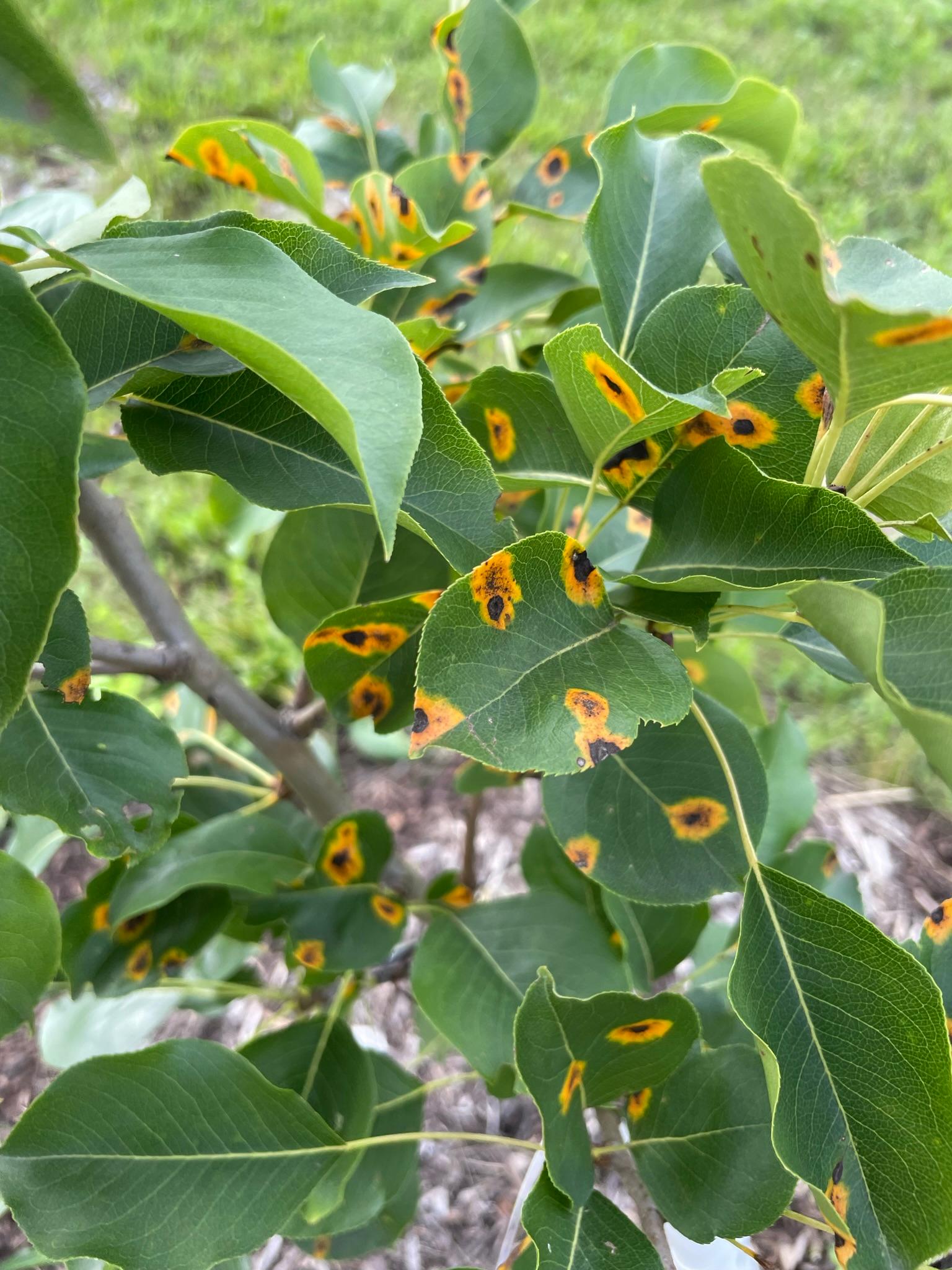 Orange and black spots on leaves.