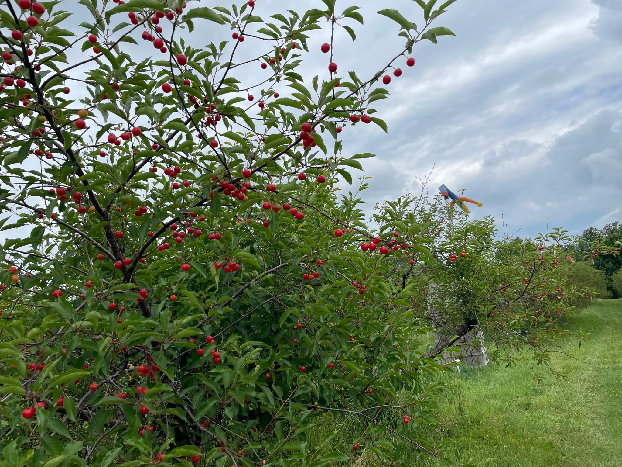 Tart Cherries