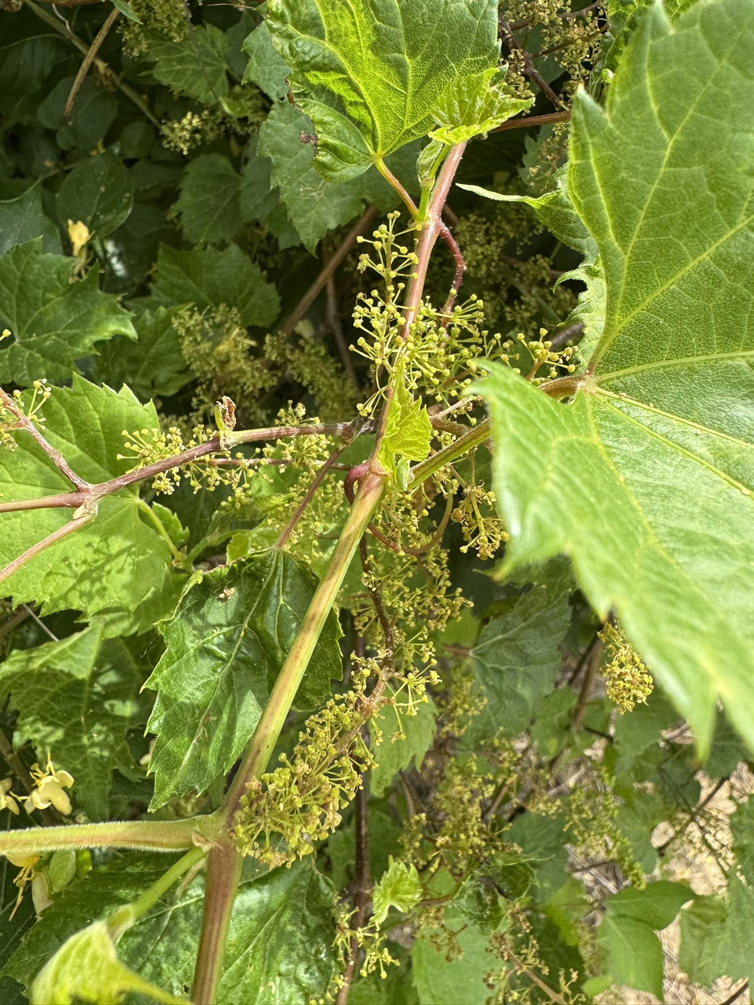 Wild grapes with flowers that will eventually become the grape fruits. 