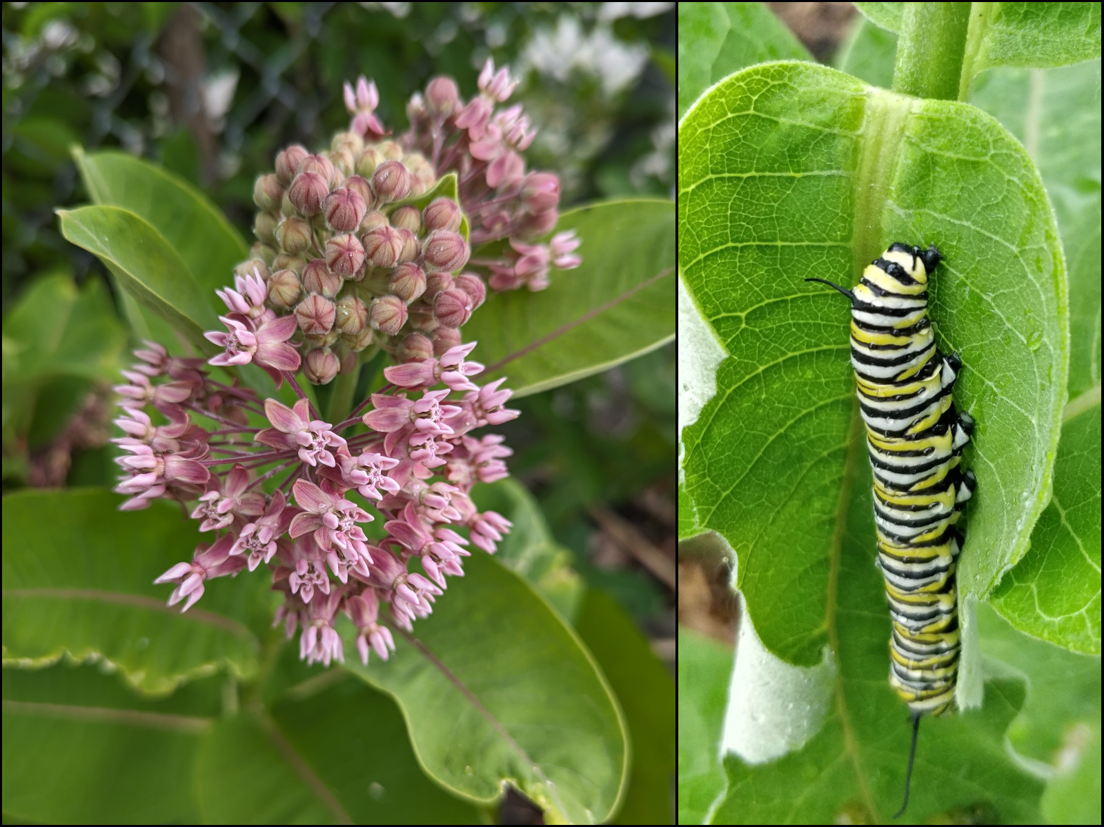 milkweed flowers