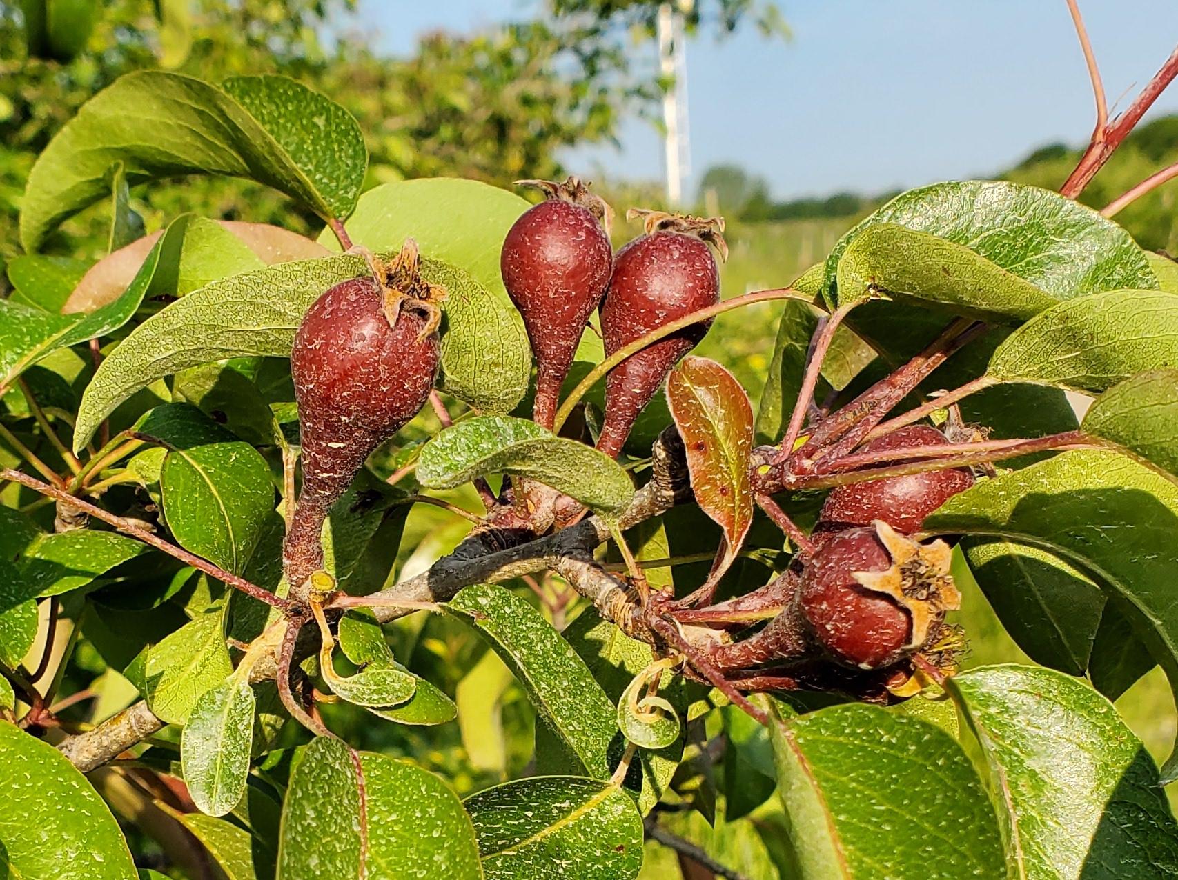 Pears at 12-17 mm.