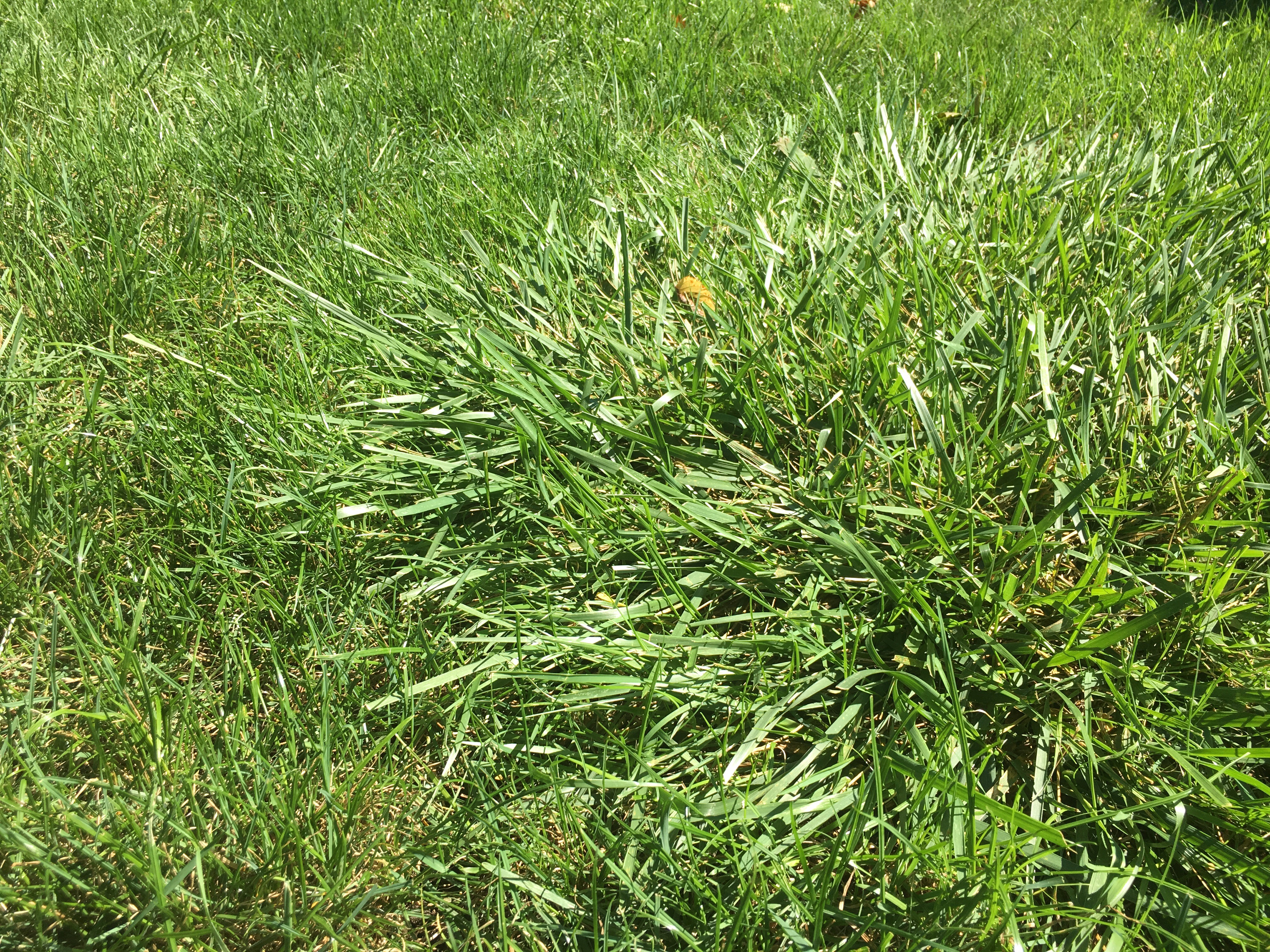 Tall fescue in a home lawn.