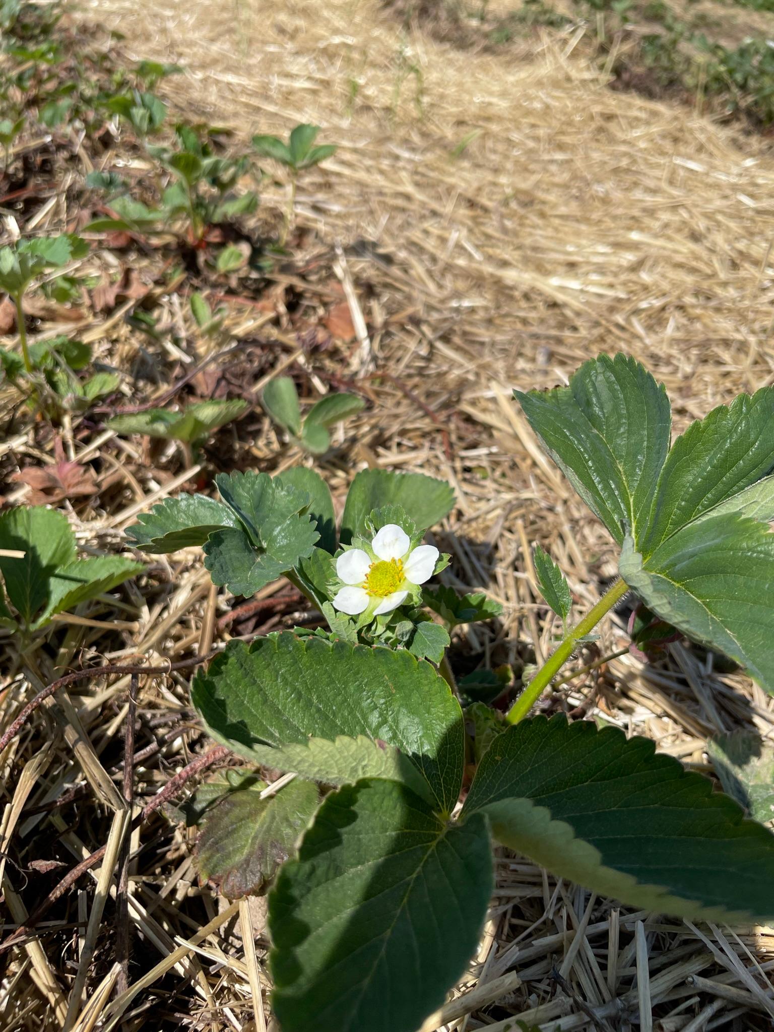 Strawberrys in blossom.