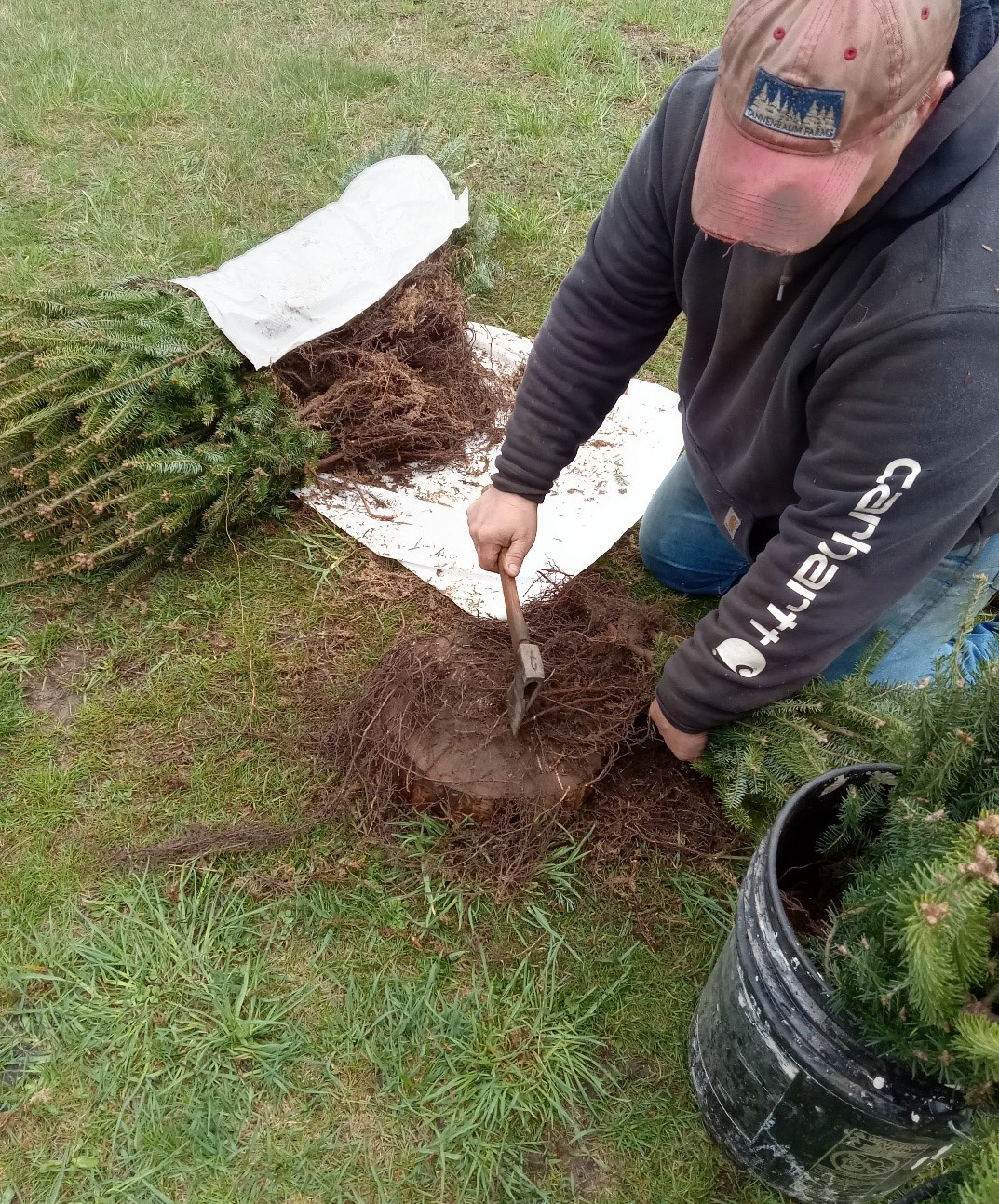 Photo of a person kneeling next to a horizontal stack of Christmas tree seedlings and using a hatchet to prune the oversized roots of a transplant. Pruning the roots reduces the nutrient production burden on the needles and makes it easier to position the roots and root collar correctly when transplanting seedlings in the field.