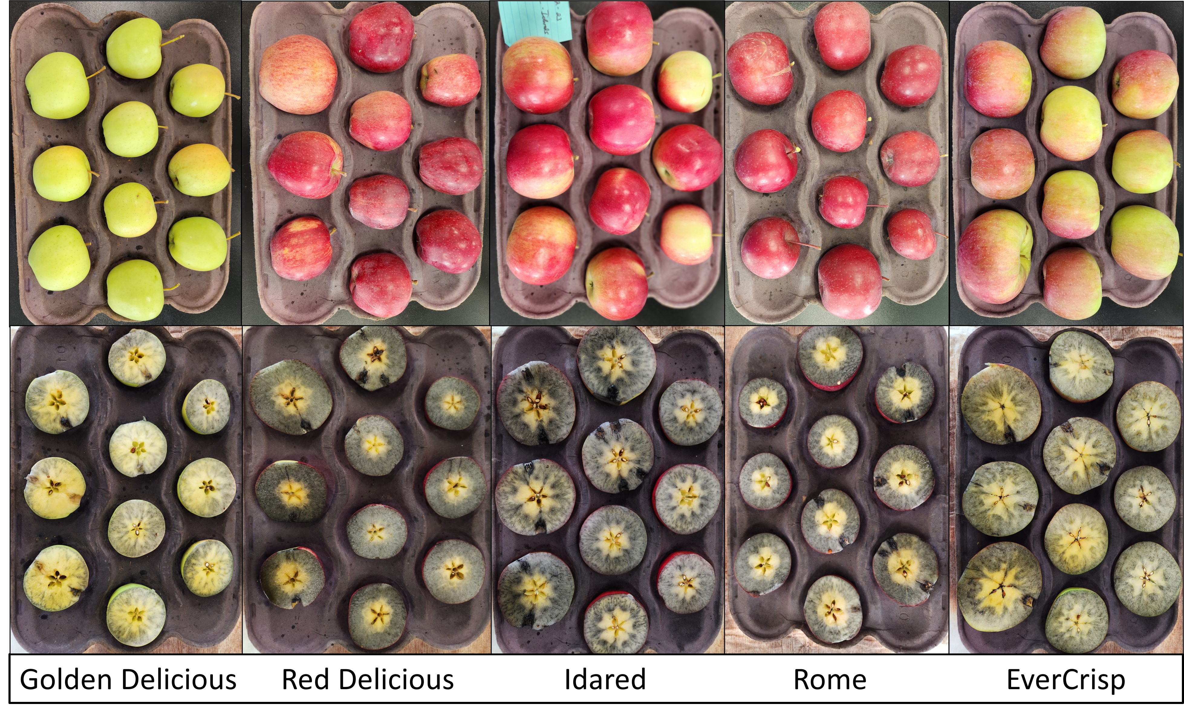 Apples sliced in half for starch testing