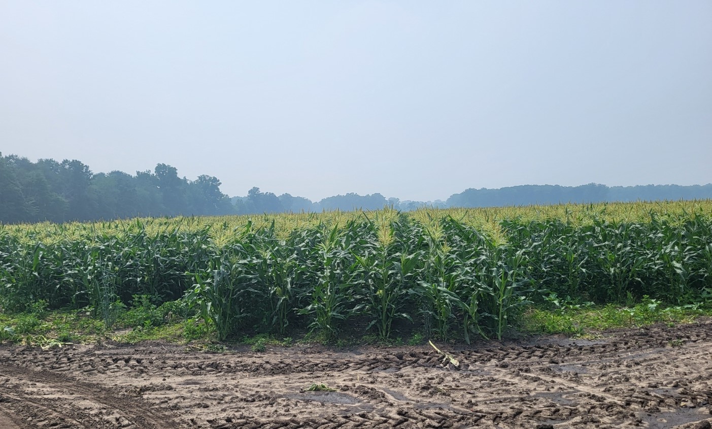 OSU Takes Field Day Online - Potato Country