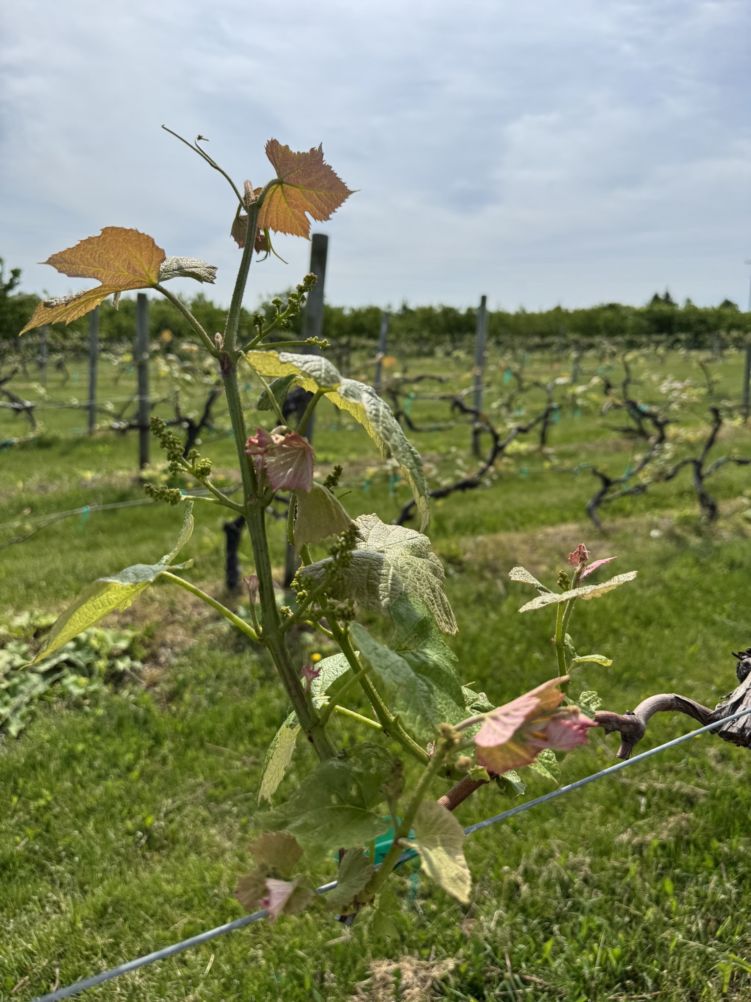 A grape vine growing on a wire stretched across a vineyard.