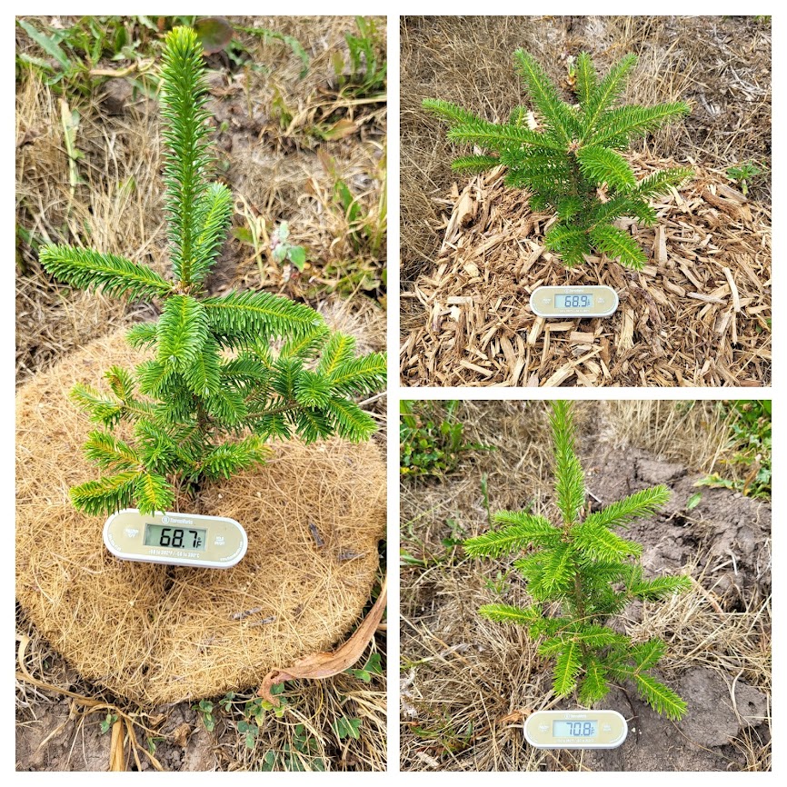 Mulch around newly planted trees and a thermometer showing soil temperature readings.