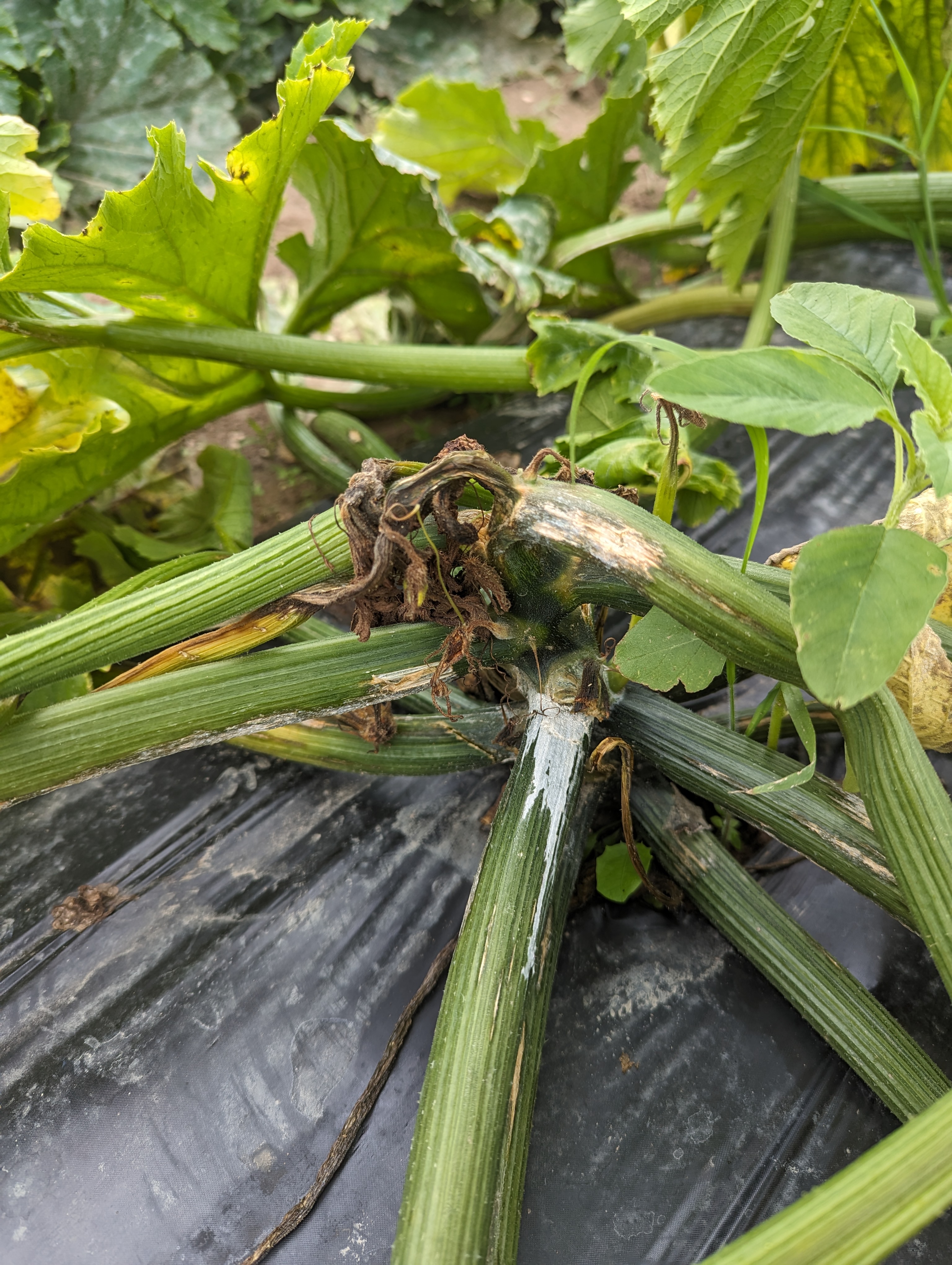 Zucchini dying from the top-down due to soil-splashed Phytophthora. Photo by Ben Phillips, MSU Extension.