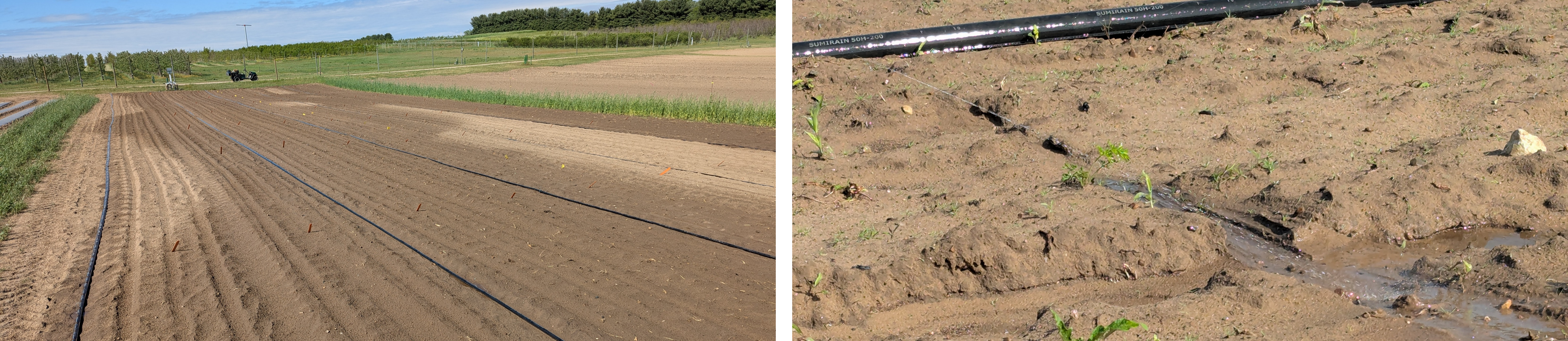 Two-panel image showing drip irrigation research plots on sandy soil: left panel shows long, parallel rows of drip tape laid across bare soil with small orange flags marking sampling points; right panel shows a close-up of water flowing from a drip line into a shallow furrow around emerging seedlings.